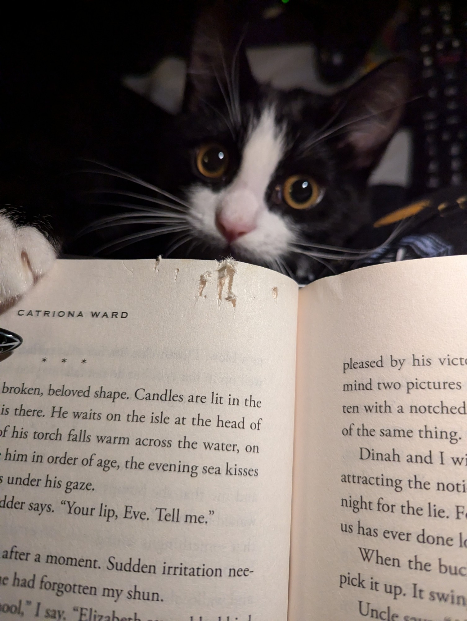 A tuxedo cat staring at the camera behind large bite marks on a book