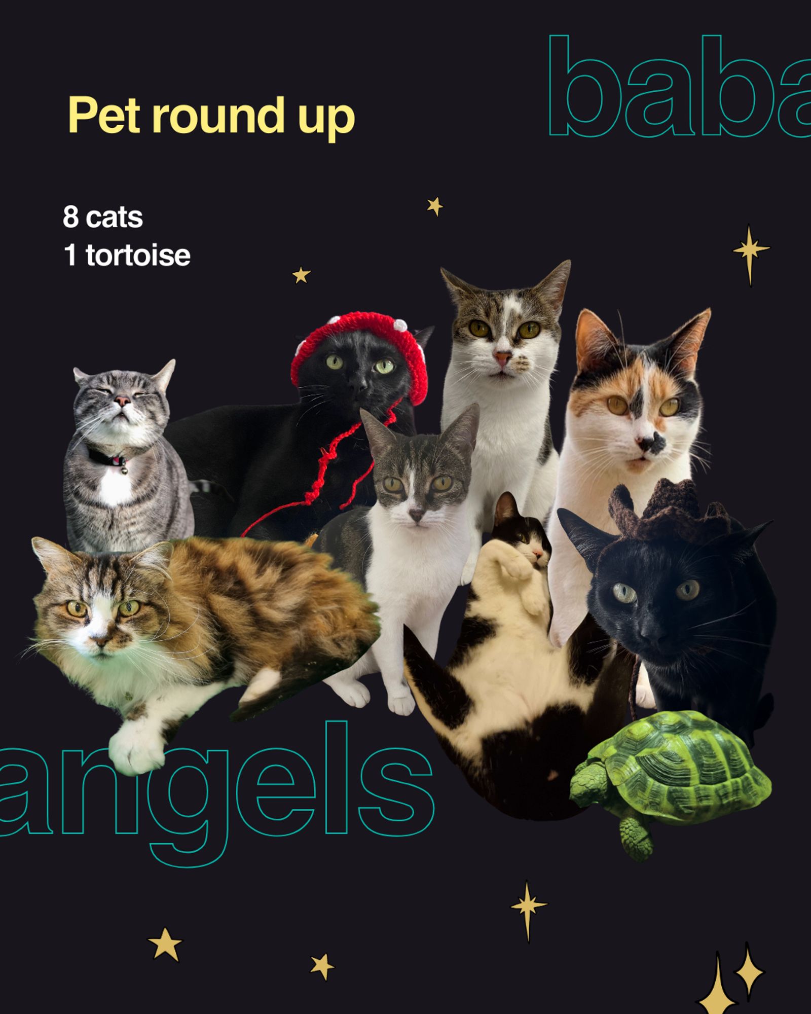 A collage of 8 cats and a tortoise on a dark background. in the background are words including 'angels' and 'baba', amongst some illustrated stars.