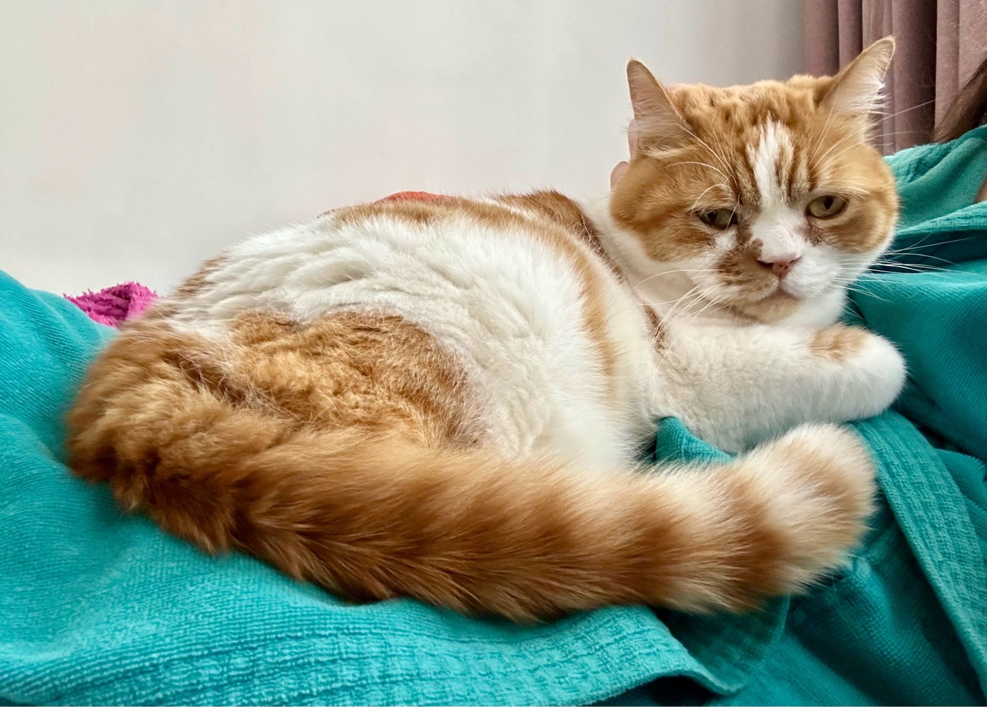 Joris ligt op schoot op een turquoise badjas. Op de achtergrond grond een witte muur. 
Hij kijkt richting de camera en zijn staart ligt voorlangs.