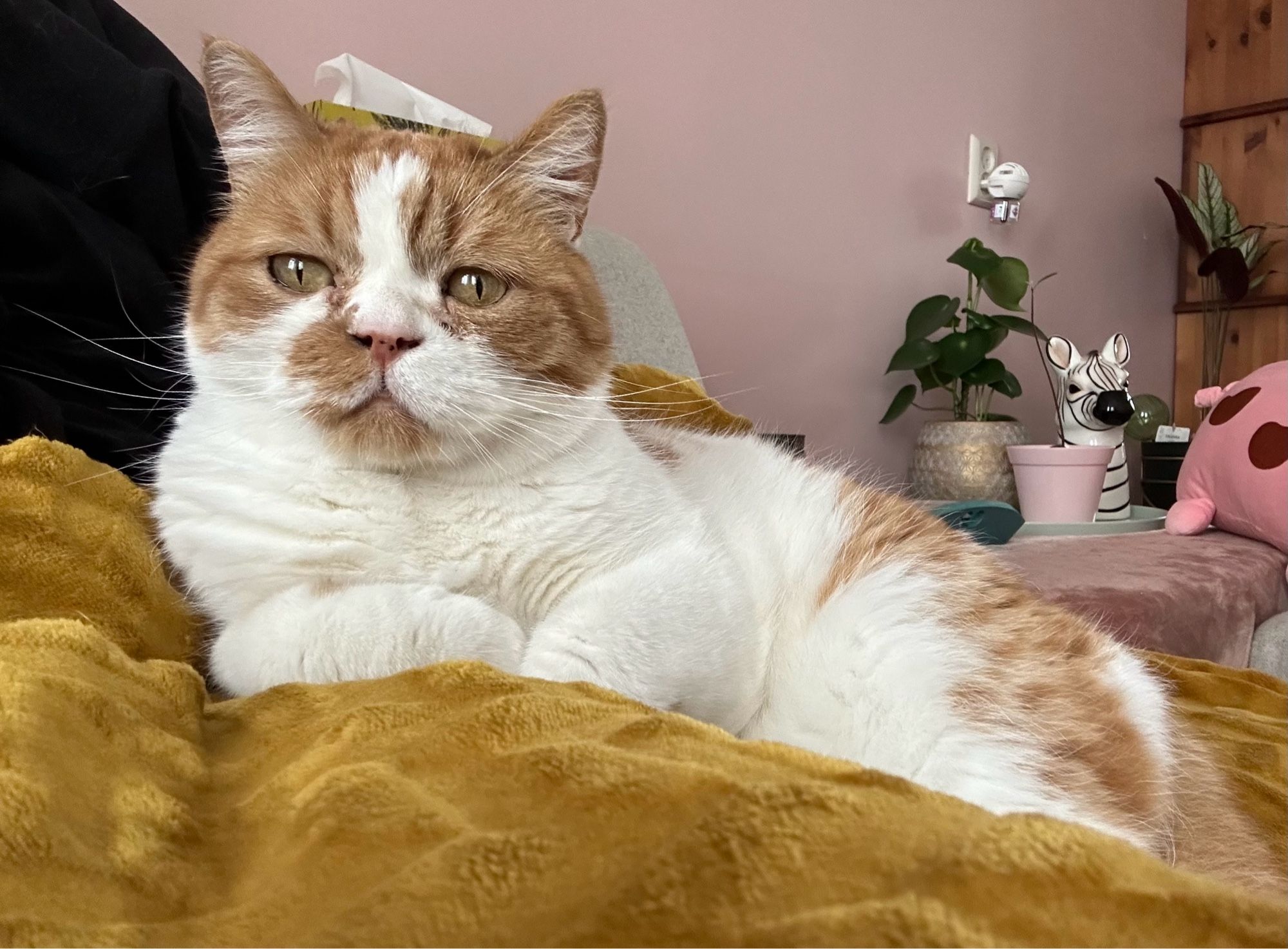 Joris Sneuneus, ligt half op schoot op een okergeel dekentje. Op de achtergrond zie je een oudroze muur en wat plantjes. Links nog een stukje van mijn zwarte badjas. 
De blik en houding van Joris lijkt peinzend.