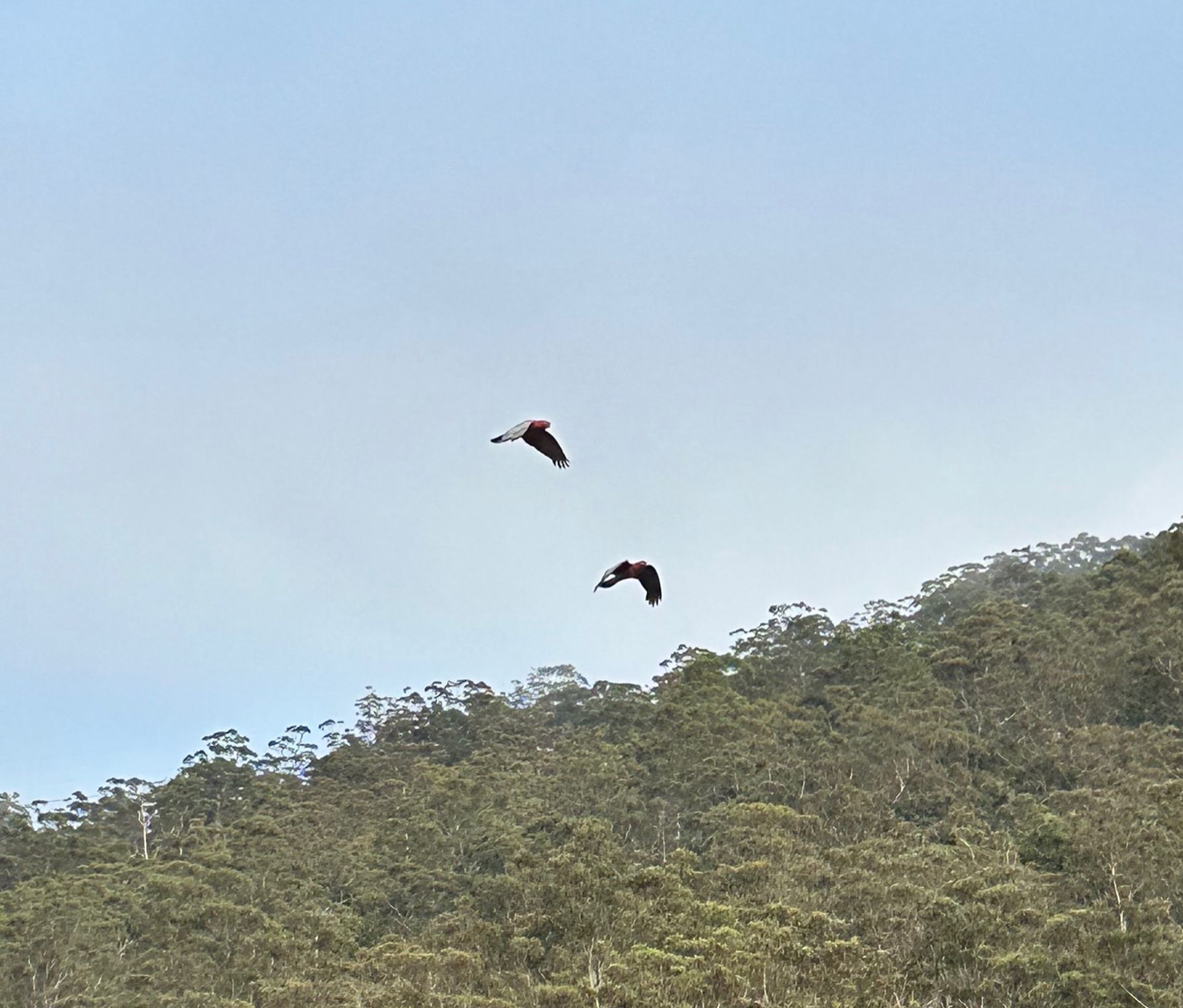 A pair of galahs flying against a blue sky and green bush