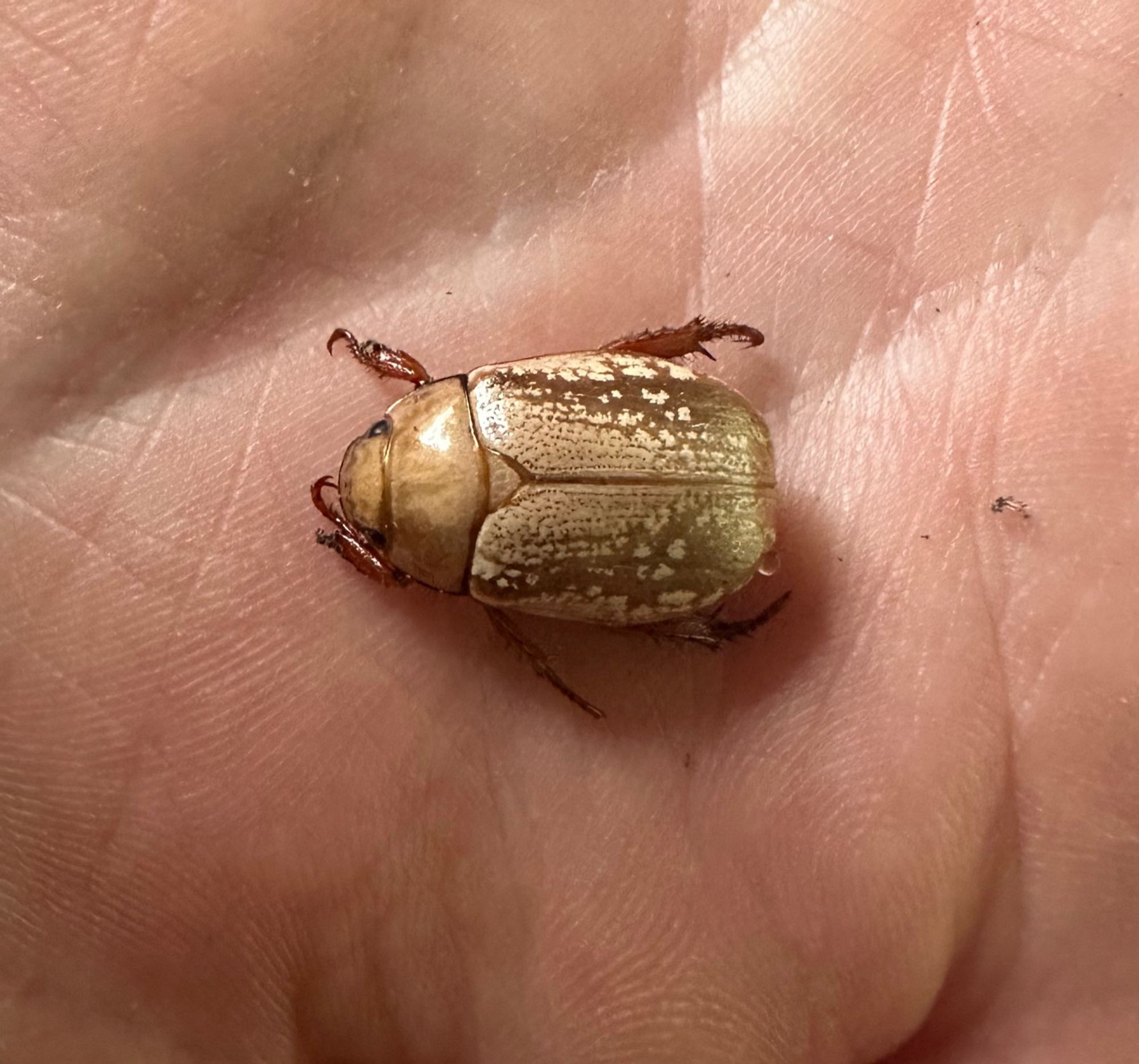 A beautiful golden beetle on the palm of a hand. The picture doesn’t adequately convey the shimmering magnificence of the beetle.