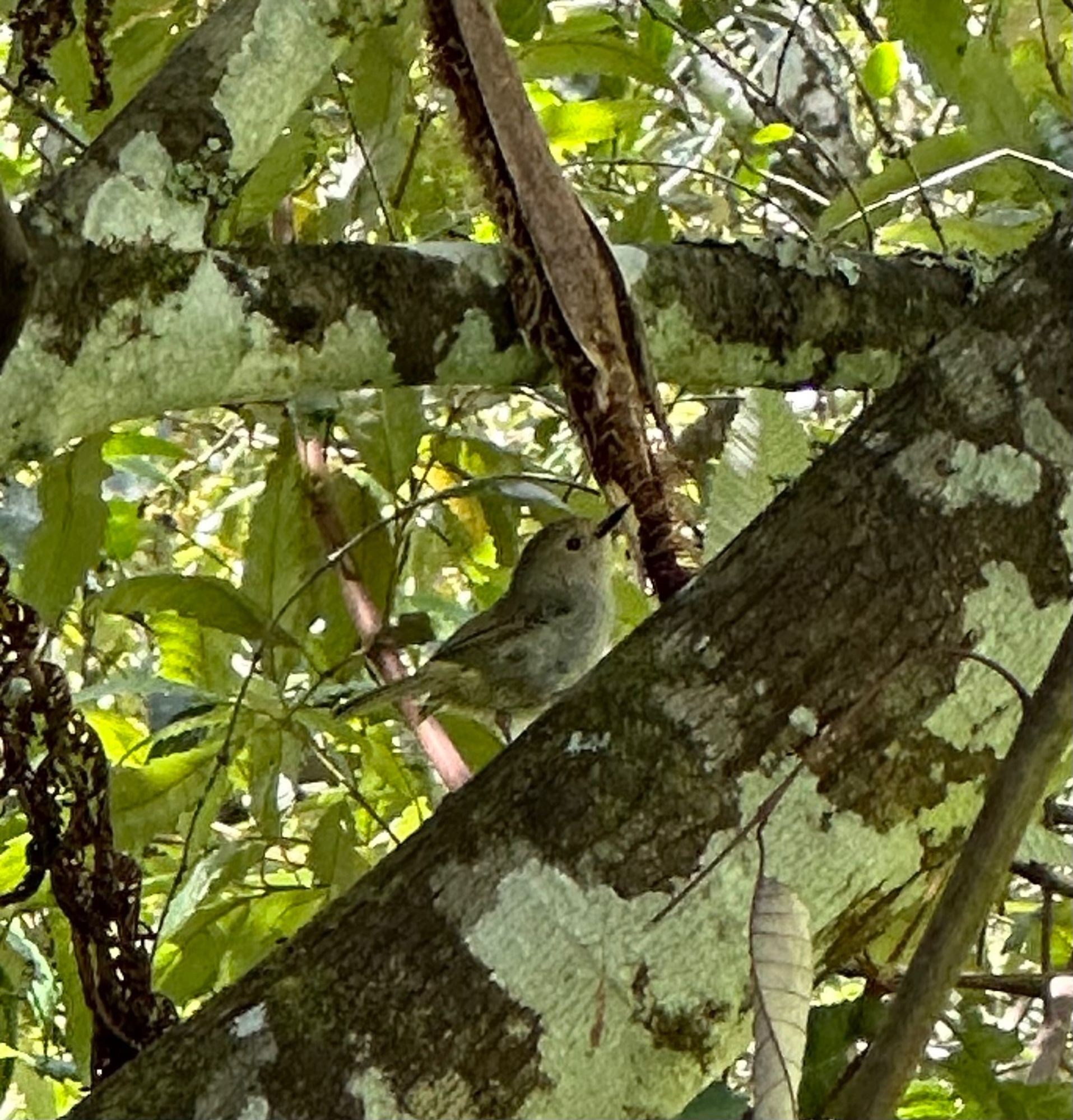 A small brown bird in a tree