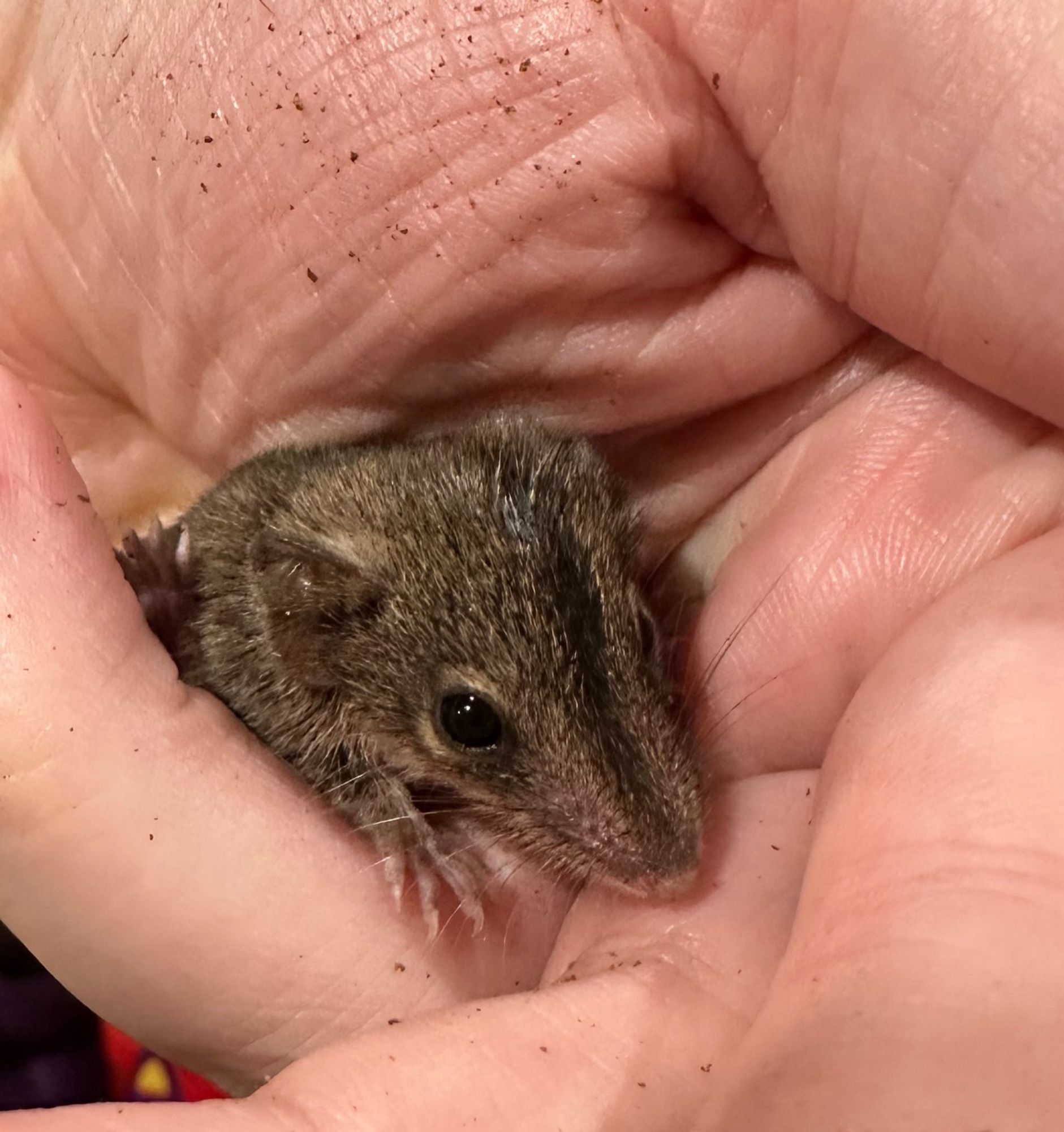 A cute little brown furry critter in a hand