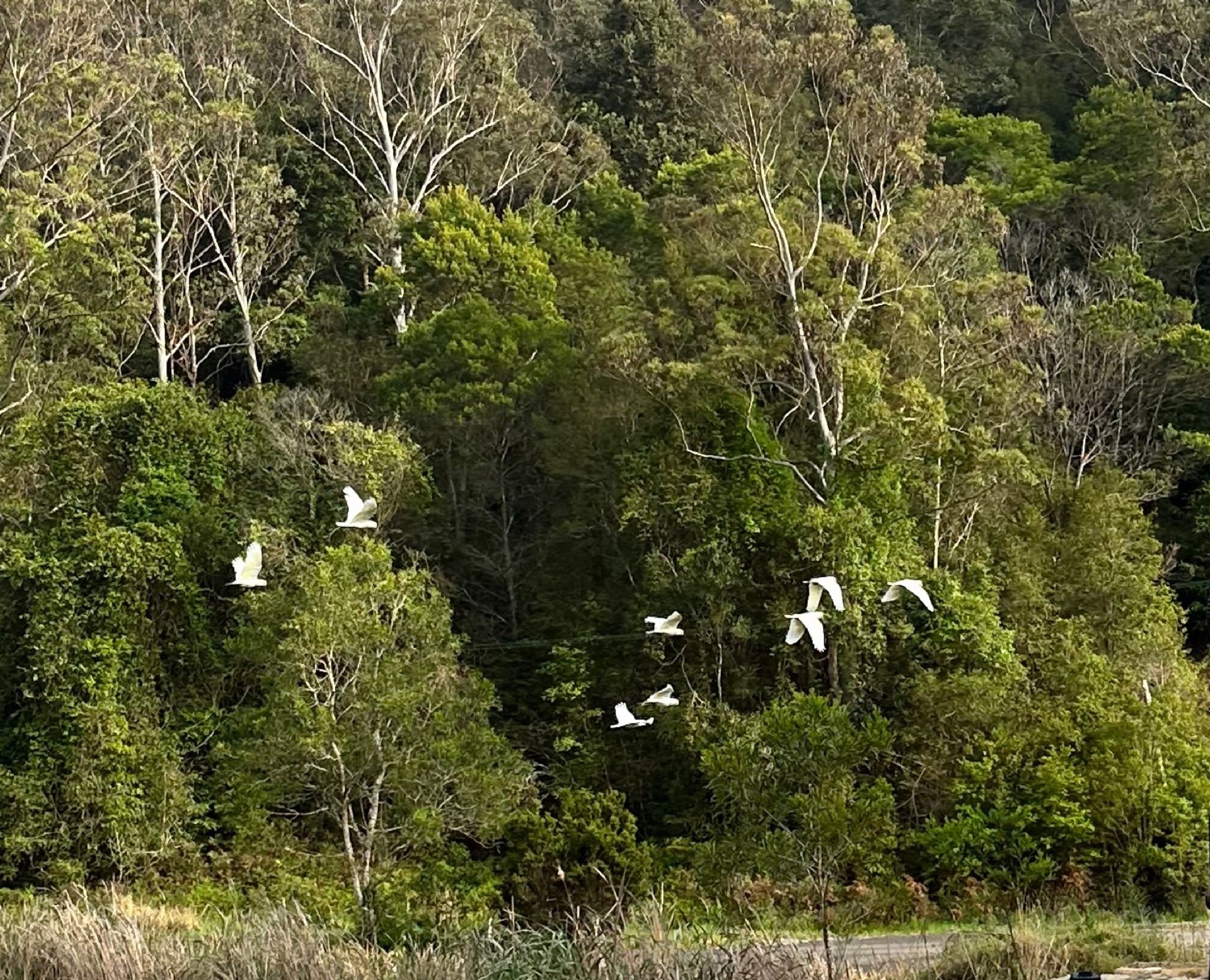 Eight white birds (they are corellas) flying against a background of green trees