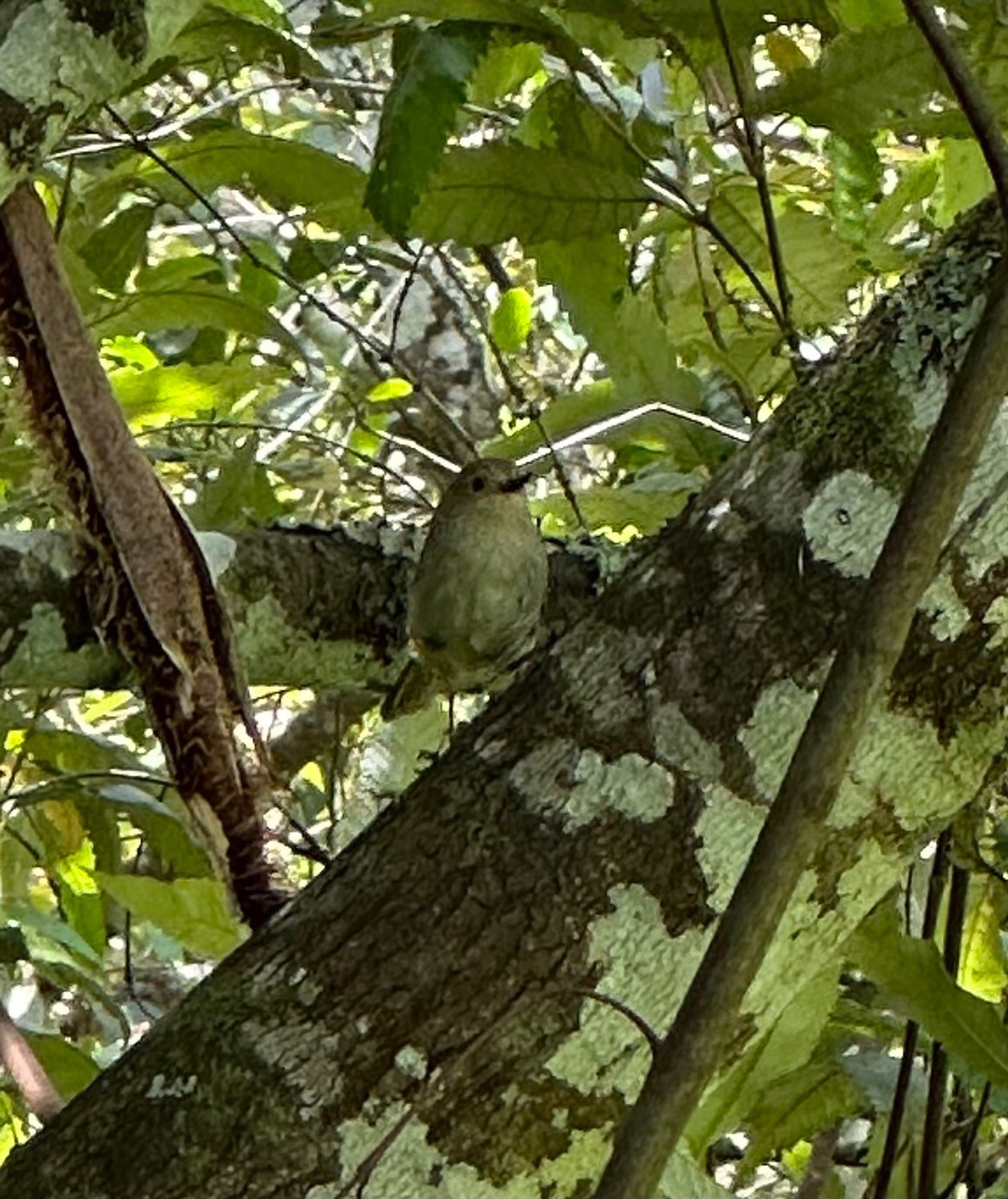 A small brown bird in a tree