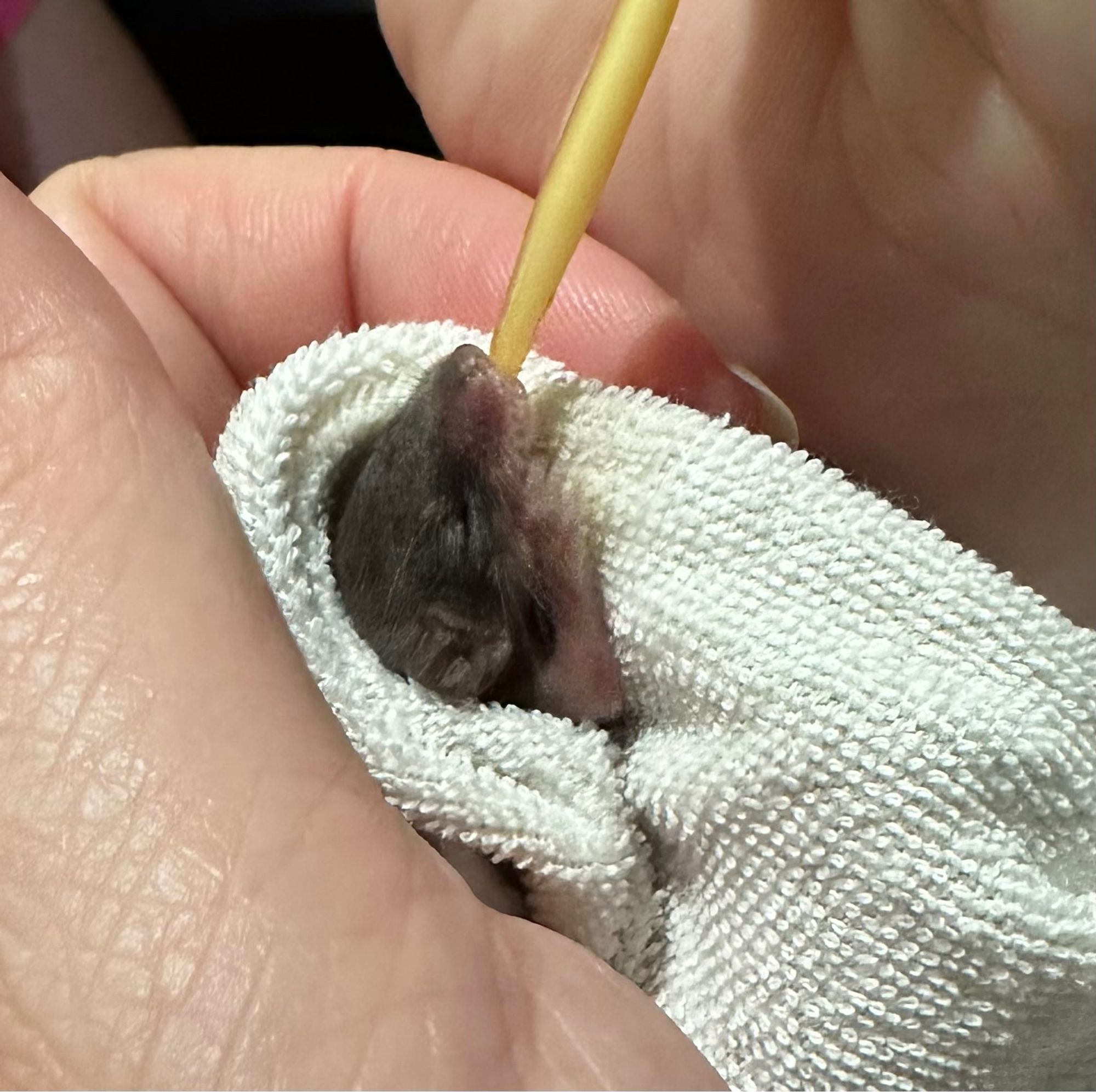 A tiny furry baby antechinus drinking milk from a syringe