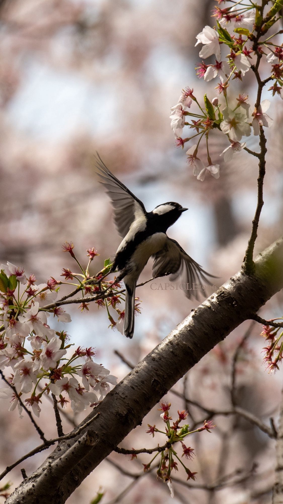 桜の木から飛び立つシジュウカラ。
Nikon D750*Nikkor 80-400mm f4.5-5.6使用。