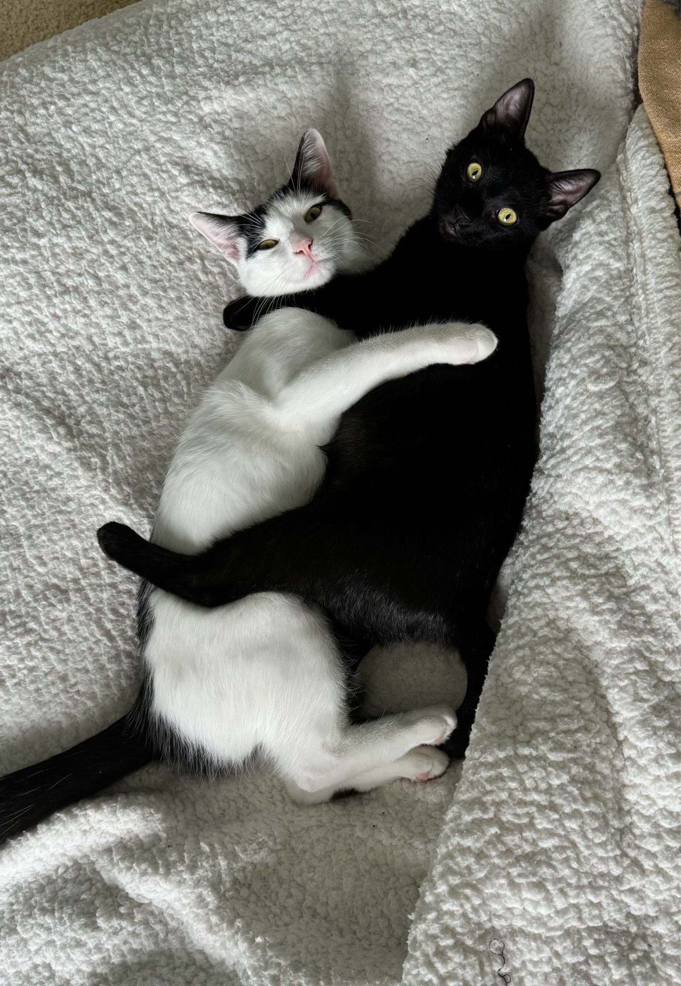 Black and white kitten and black kitten who are laying down and appear to be hugging each other but are in fact lazy fighting.  They occasionally bite each other and wrestle for top position.