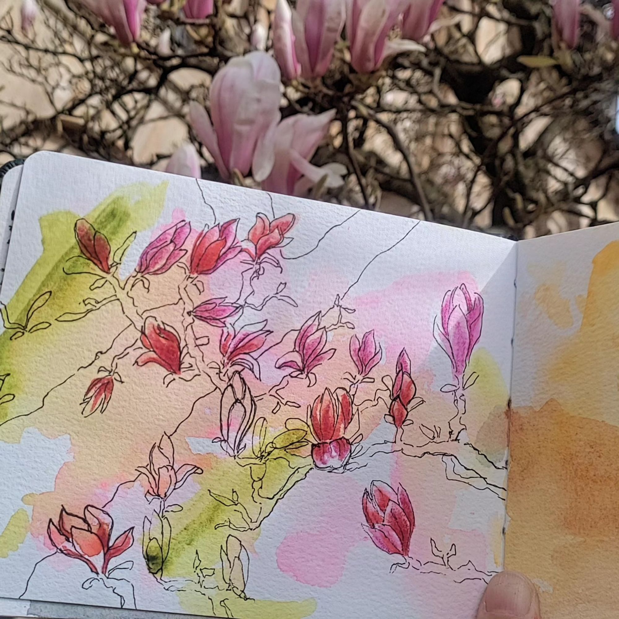 An expressive magnolia sketch in ink and watercolor