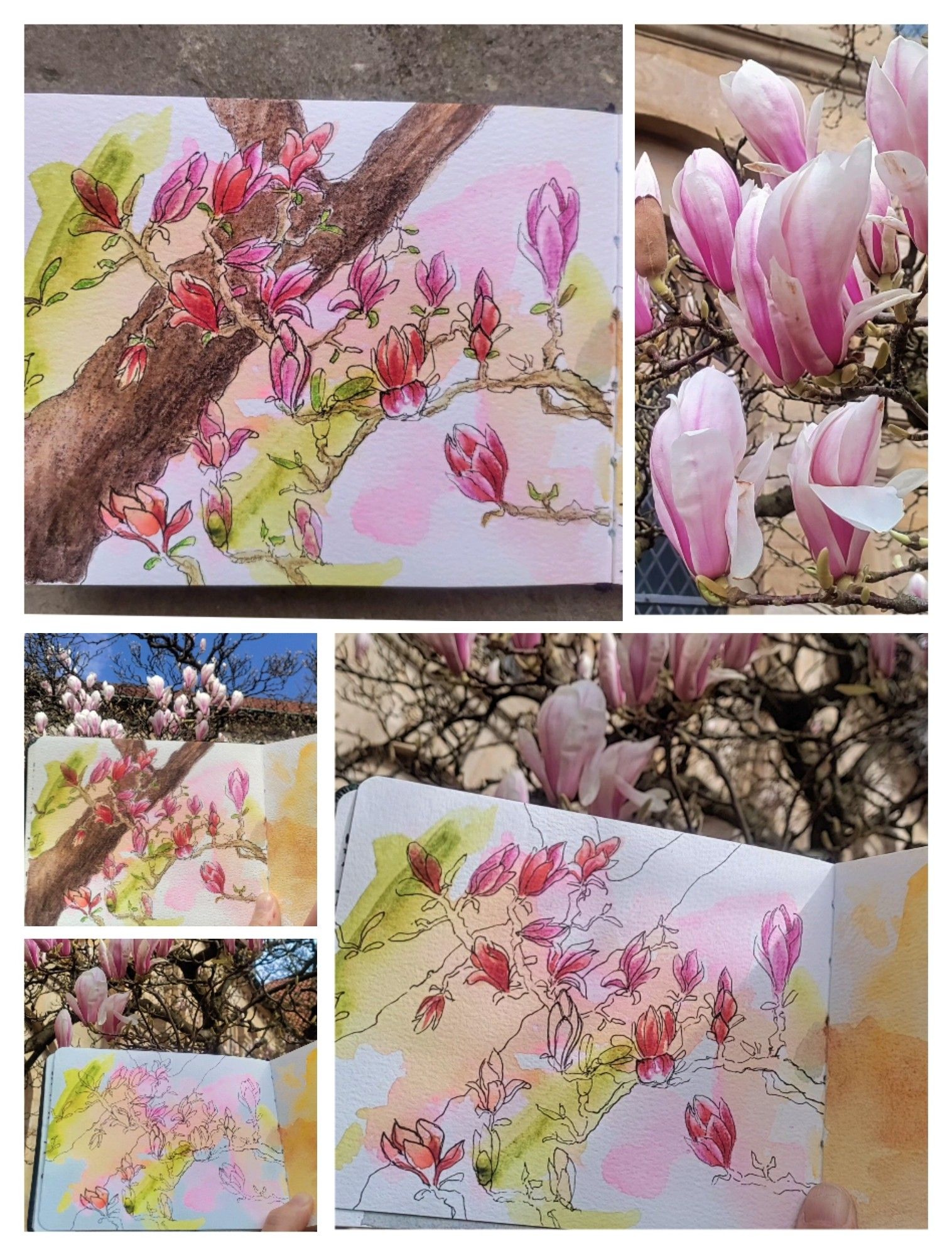 Collage of a blooming magnolia branch as an ink and watercolor urban sketch in various stages of painting