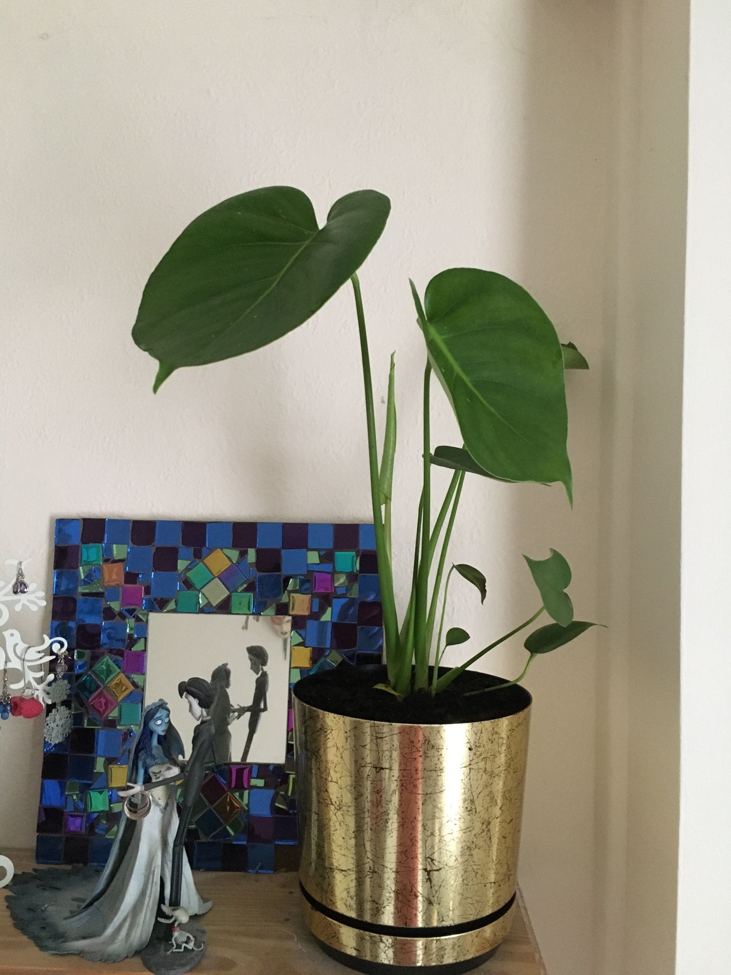 A small monstera plant with only a few leaves, none with splits. Planted in a gold pot.