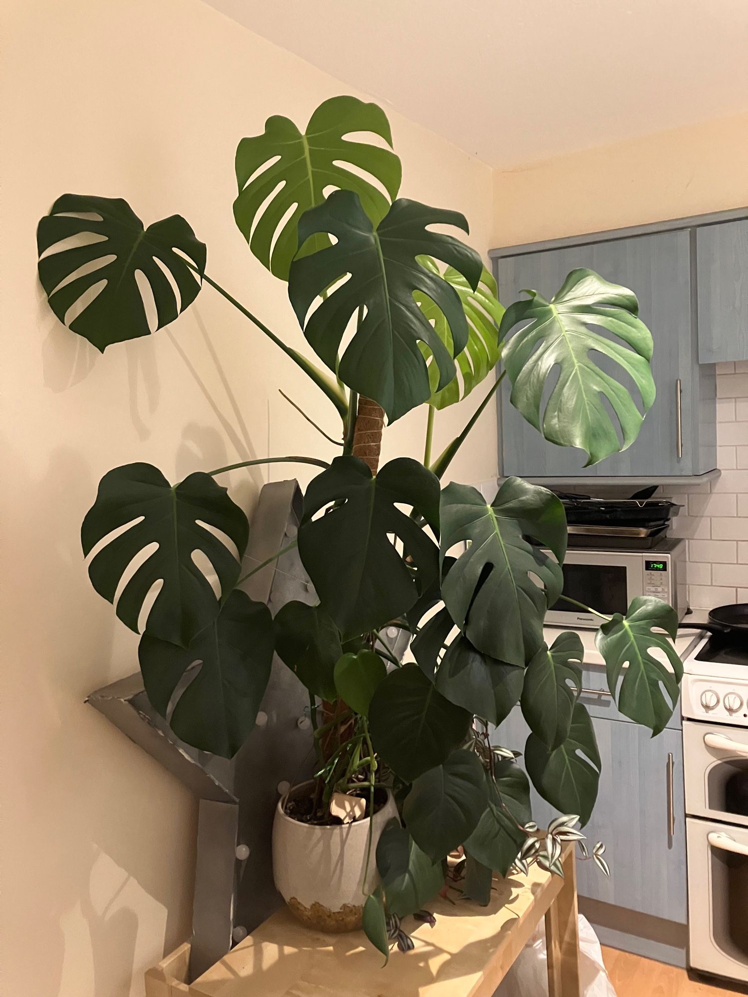 Big monstera plant in a kitchen