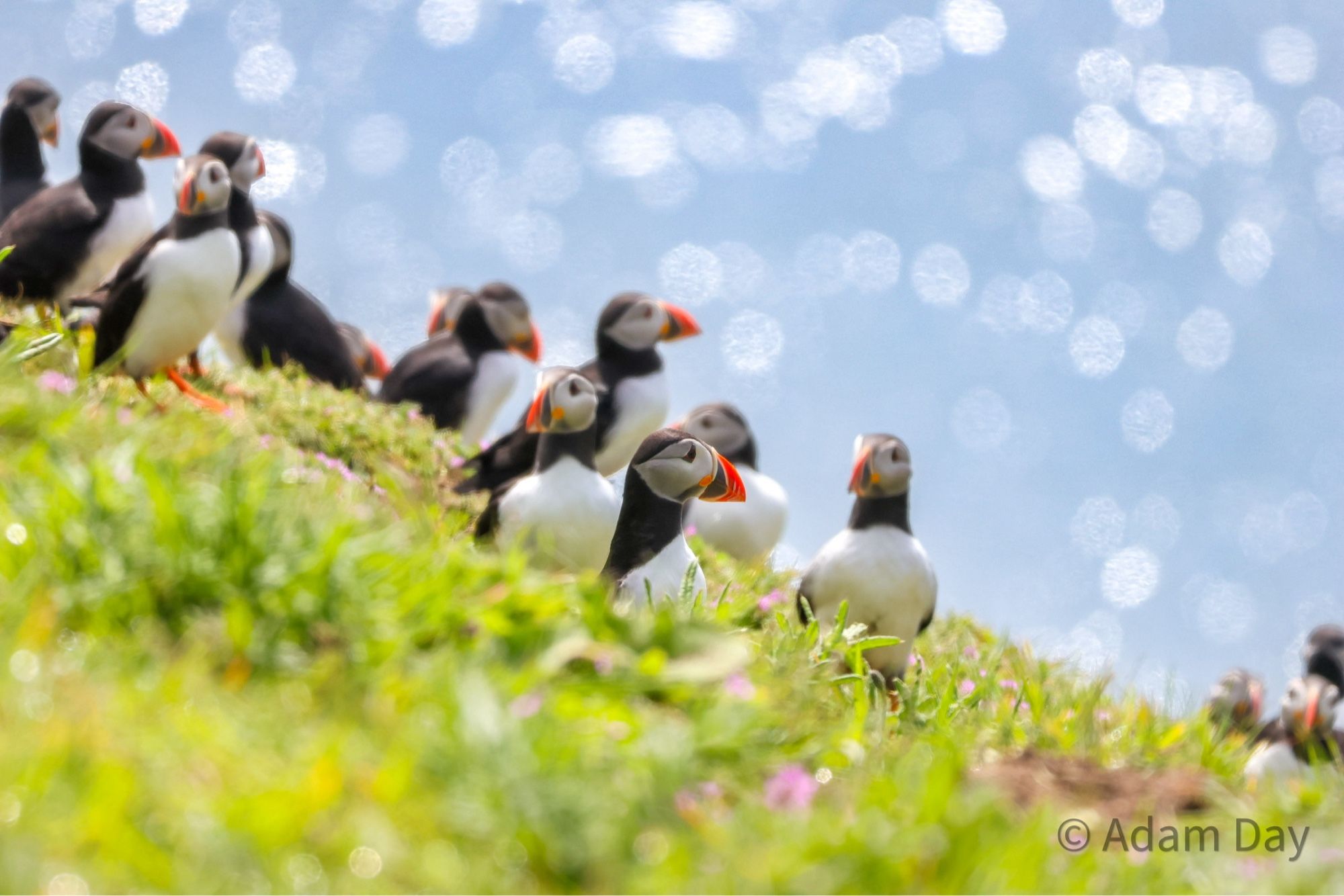 More puffins!