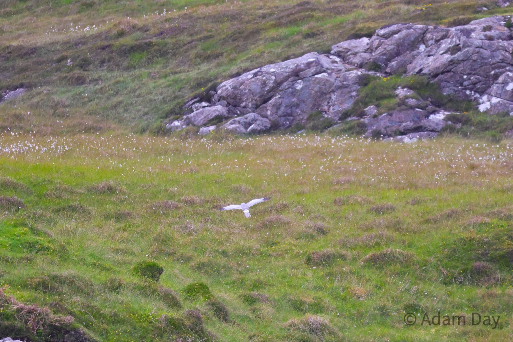 Male hen harrier