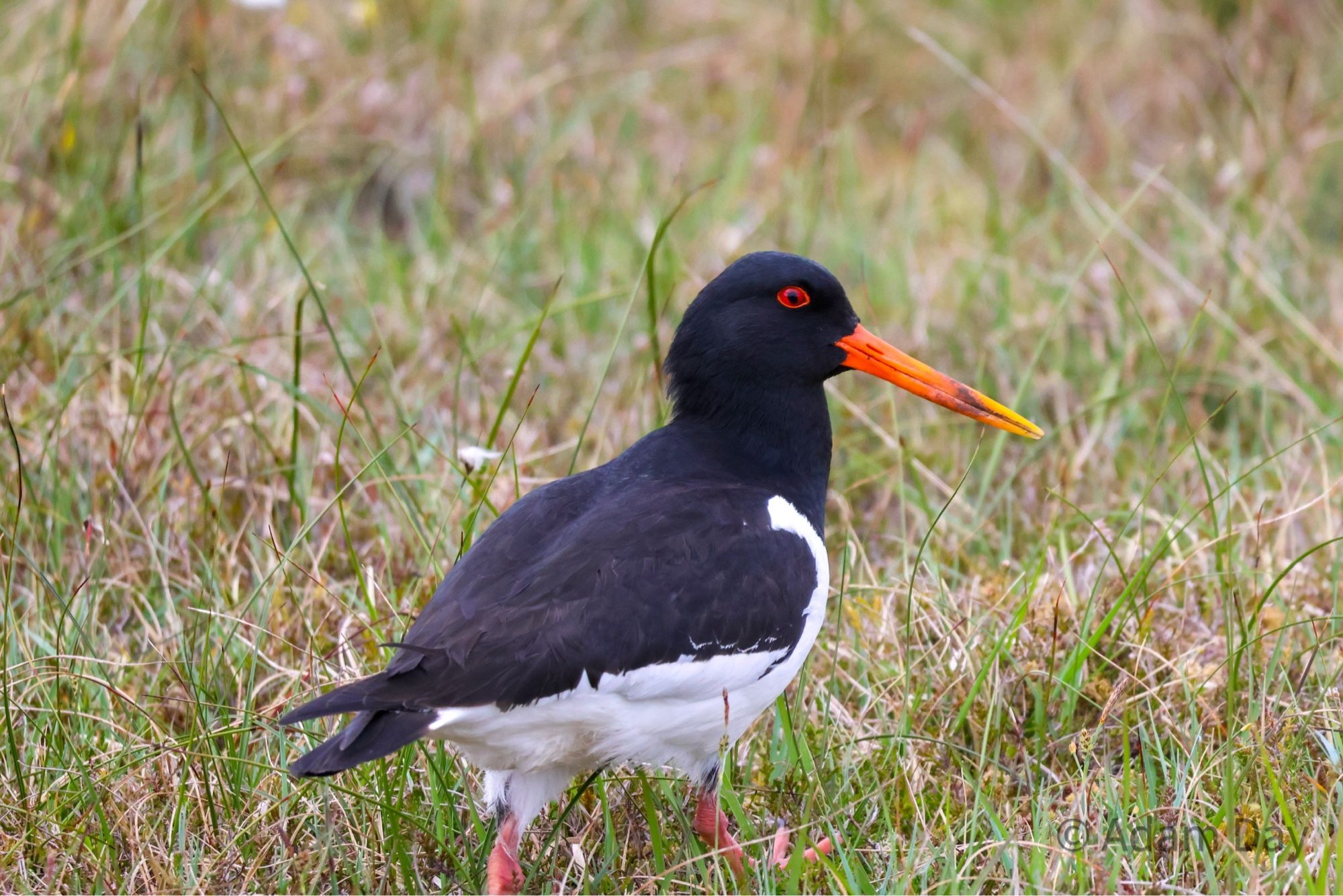 Oystercatcher