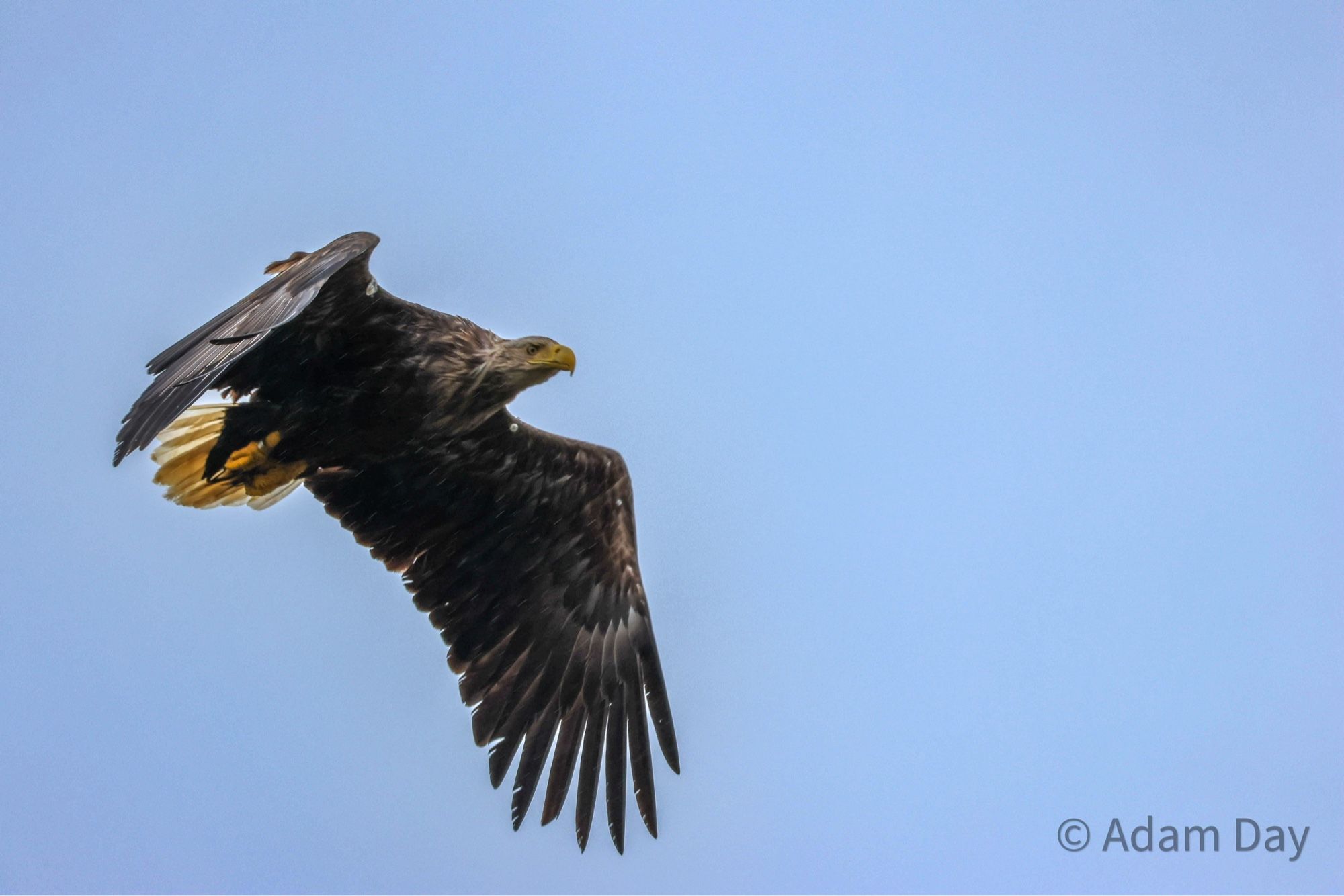 White-tailed eagle