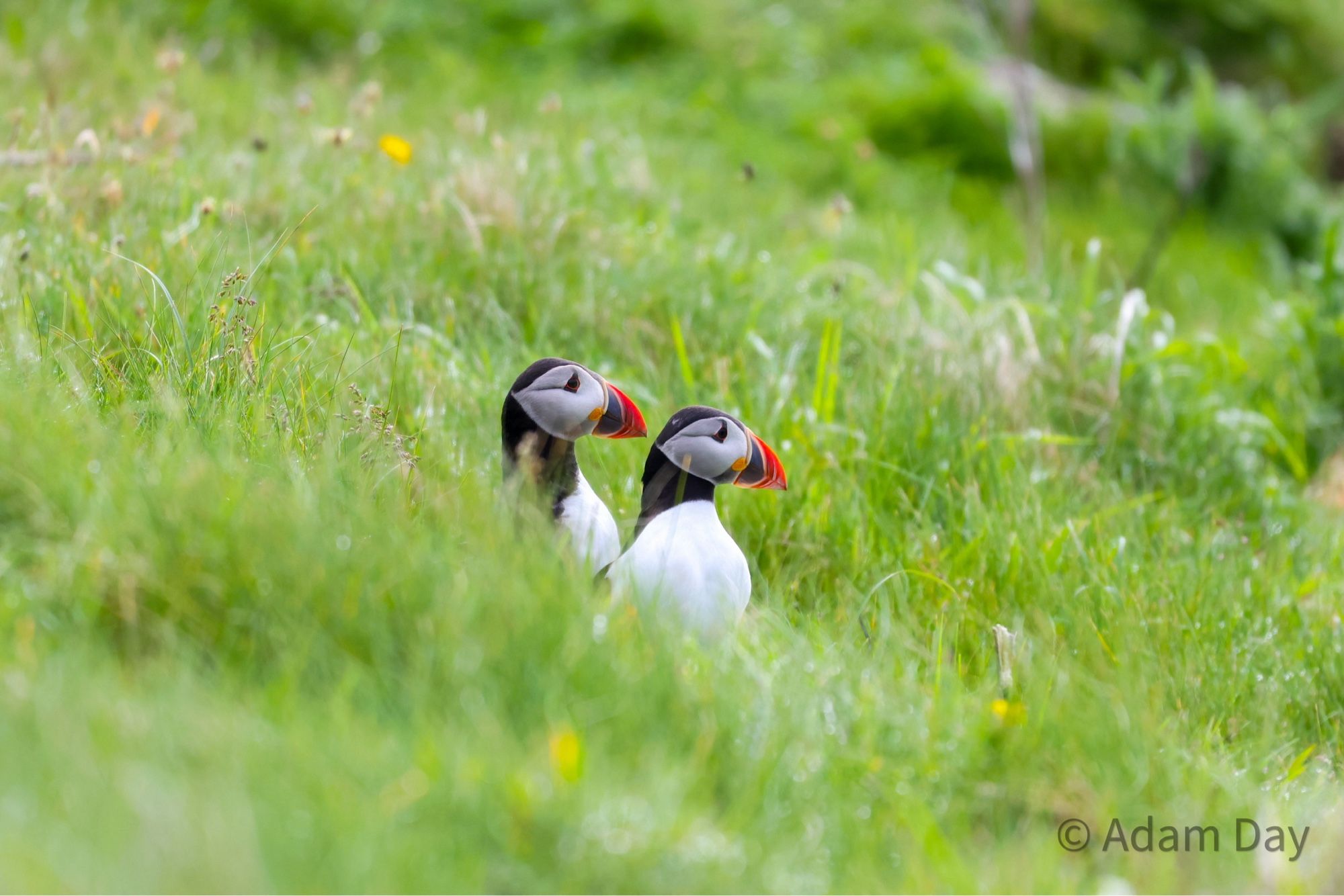 Puffins