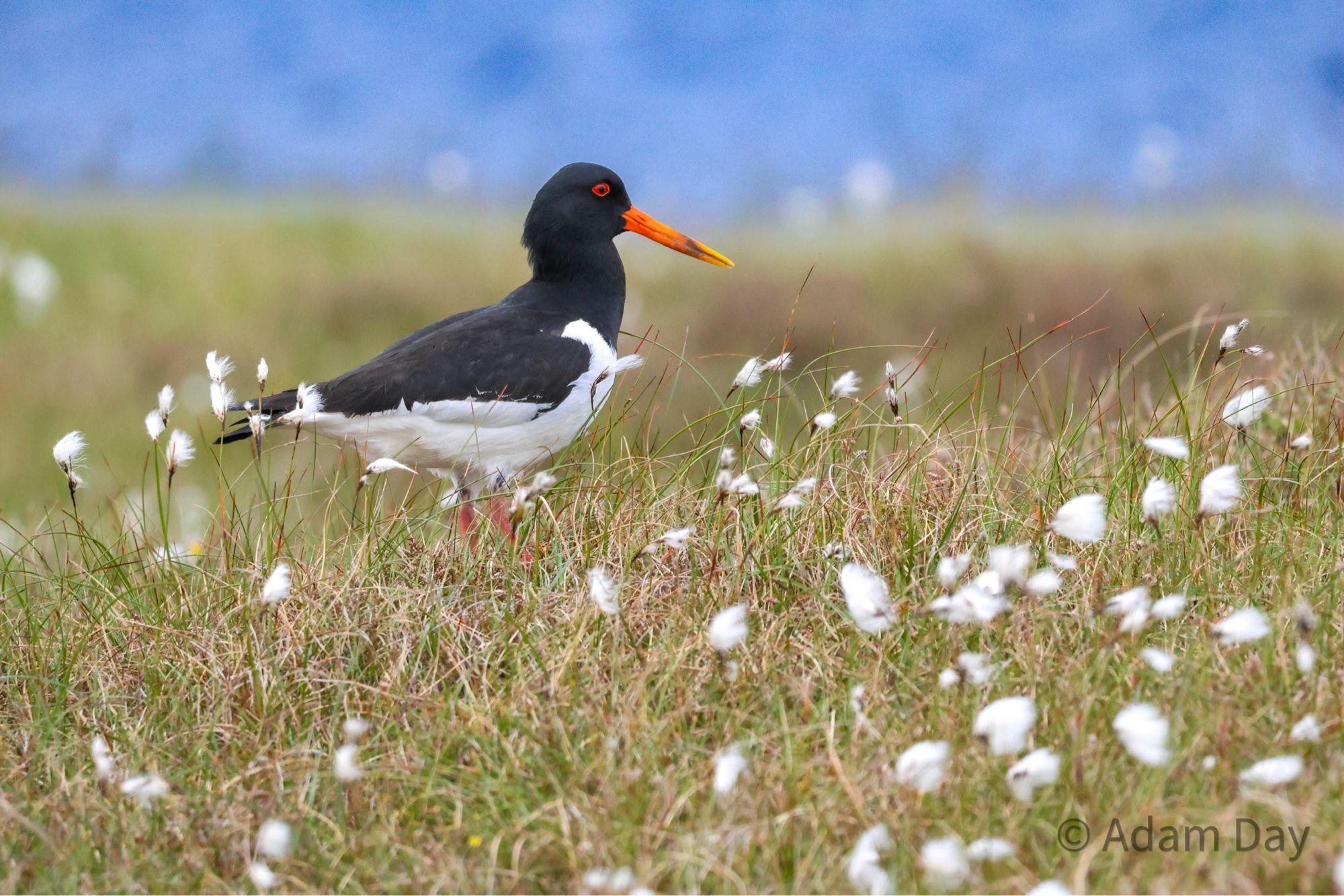 Oystercatcher on the moorland