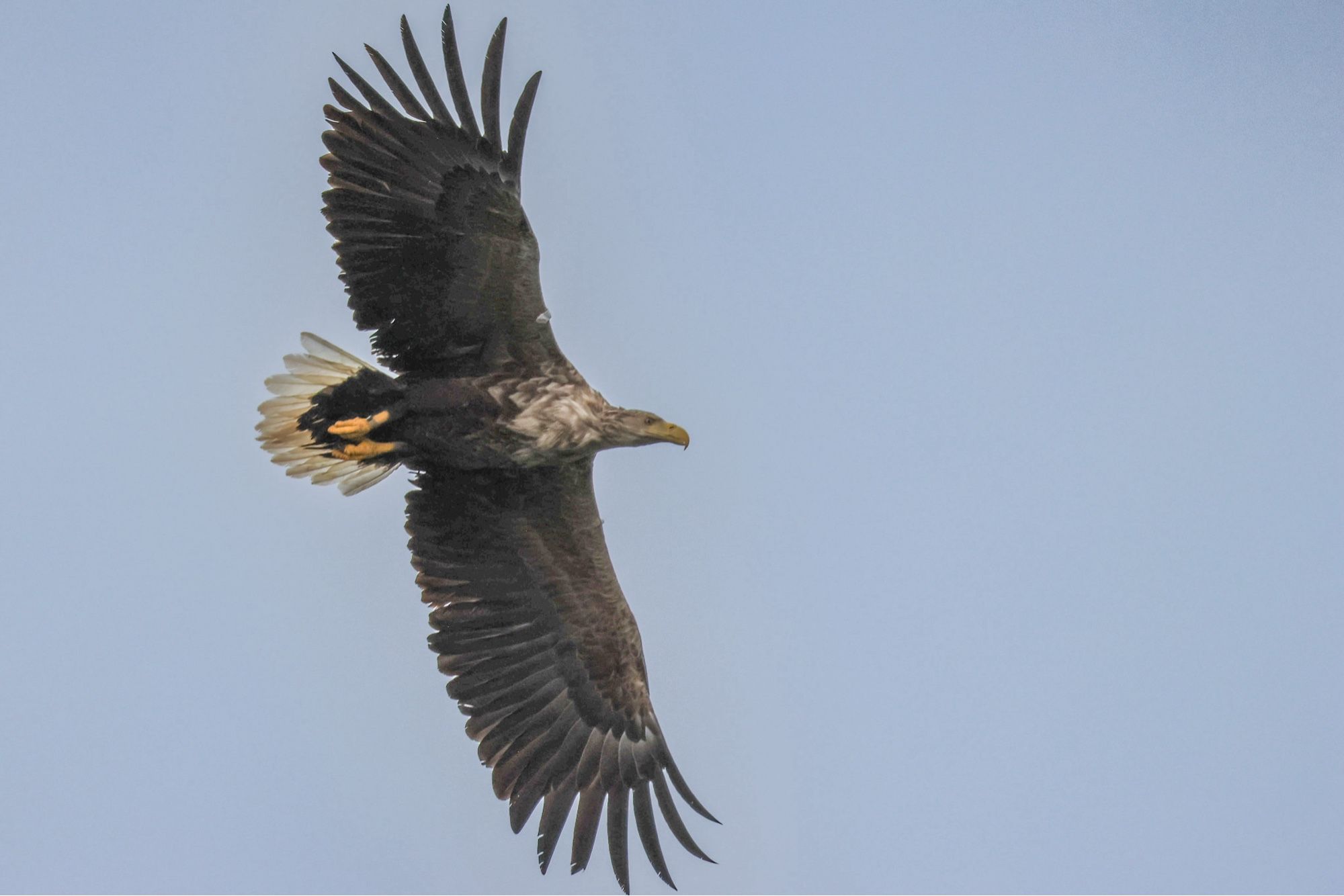 White tailed eagle