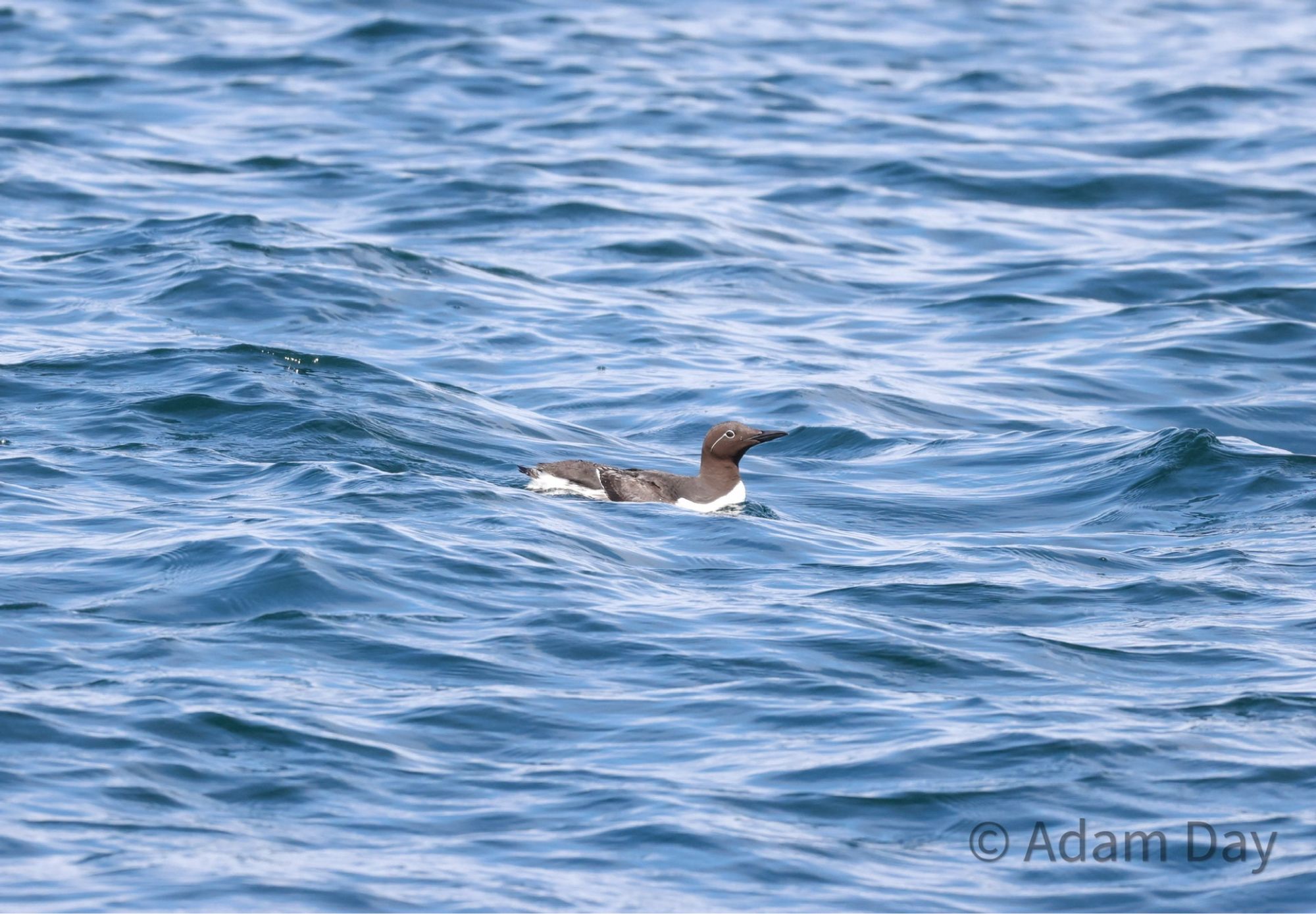 Bridled guillemot