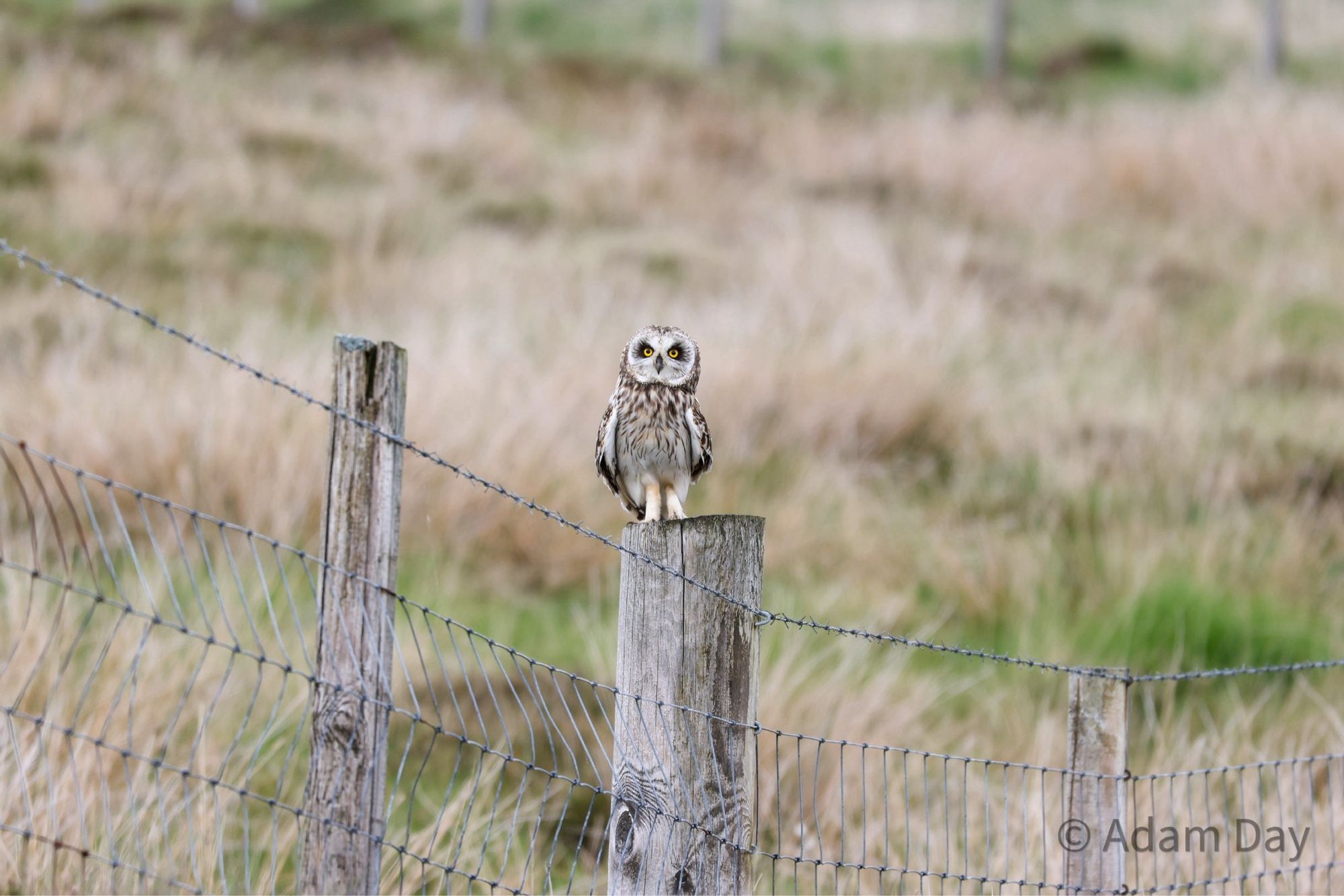 Short-eared owl