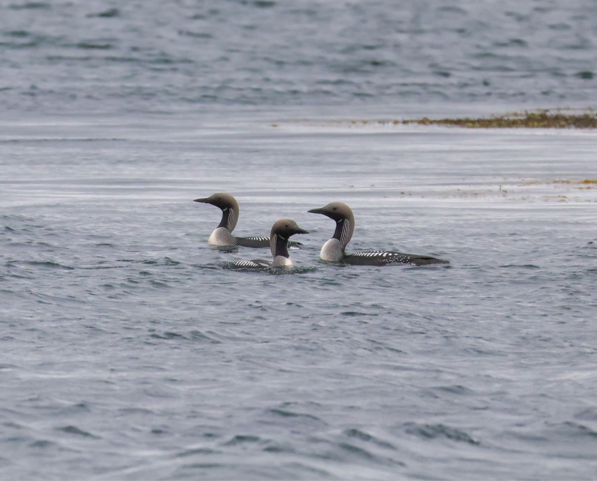 Black-throated divers