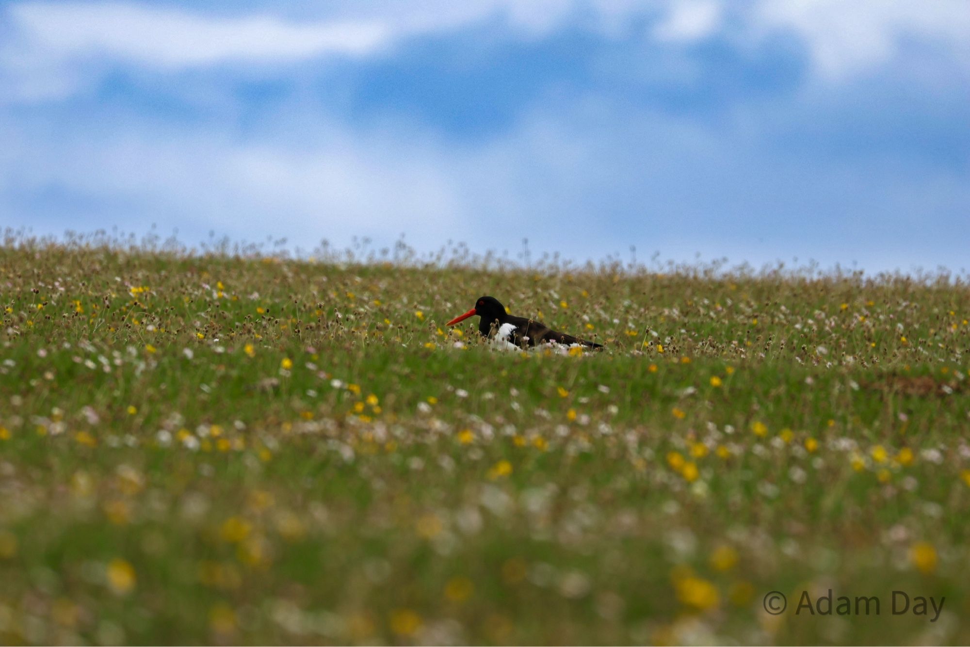 Oystercatcher on nest in the Machair grassland