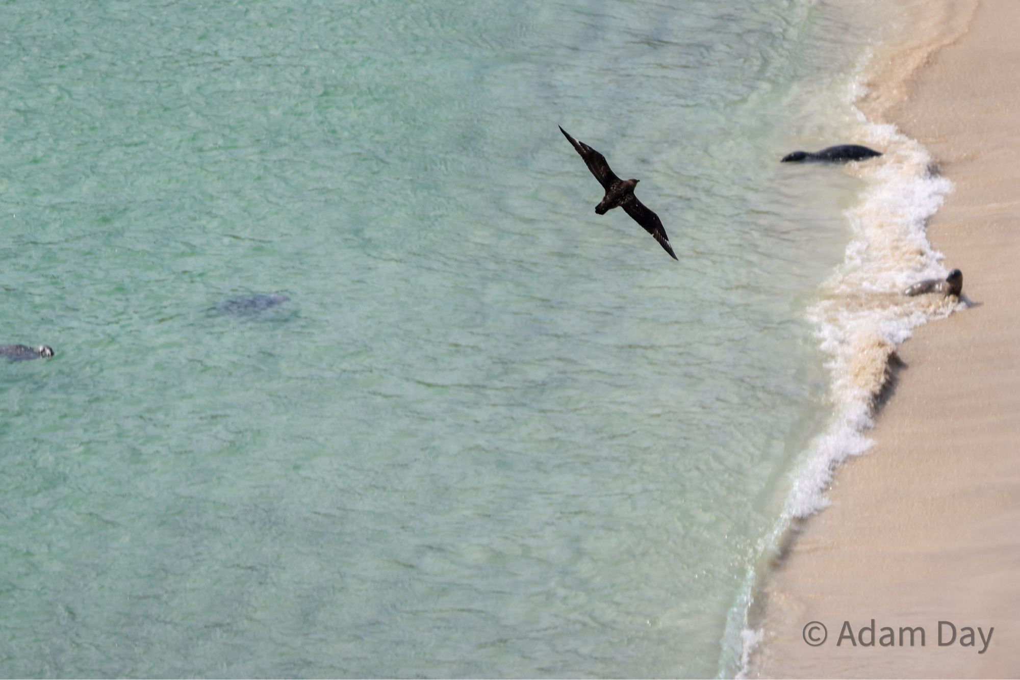 Great skua (Bonxie!)