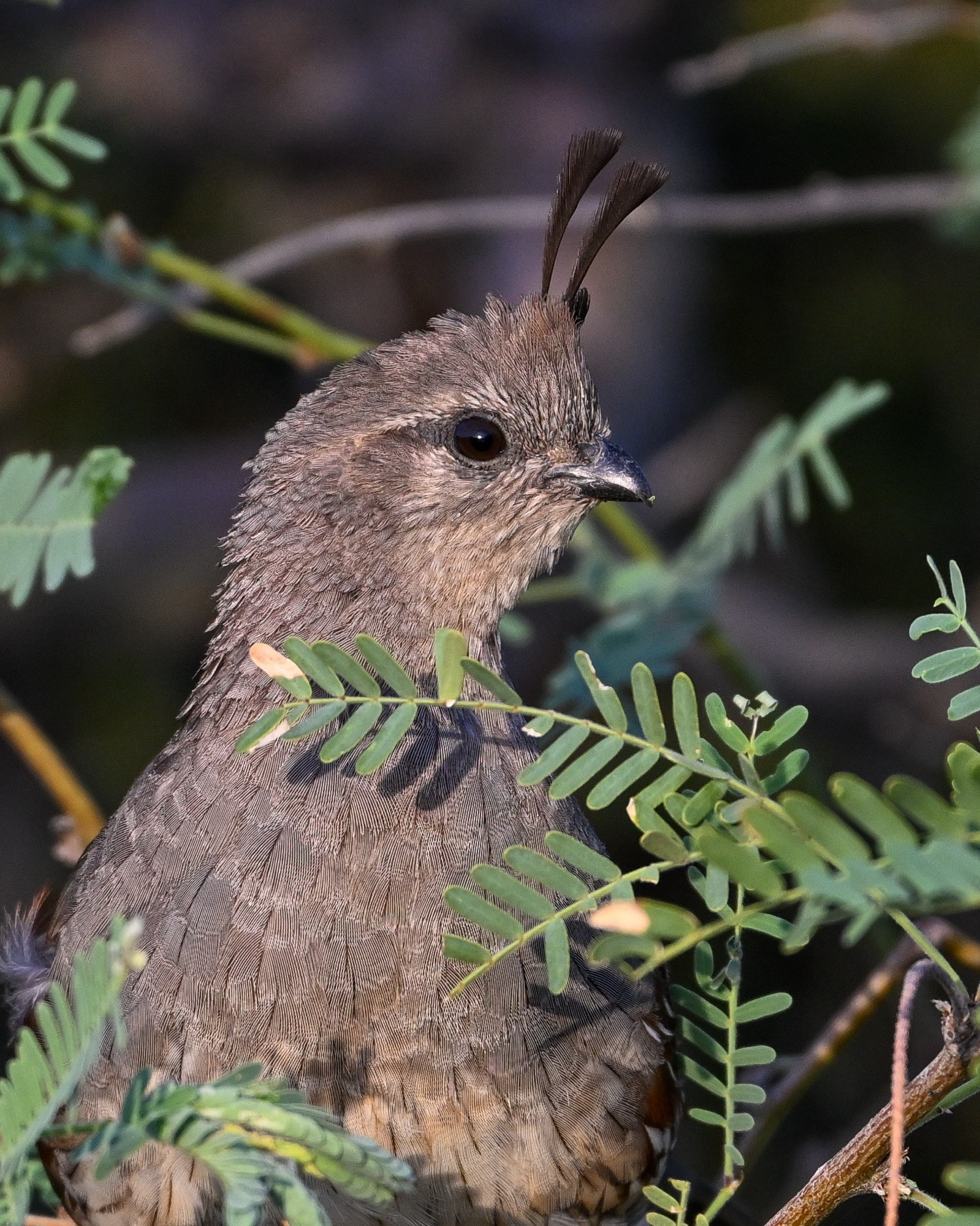 Juvenile Gambel’s Quail