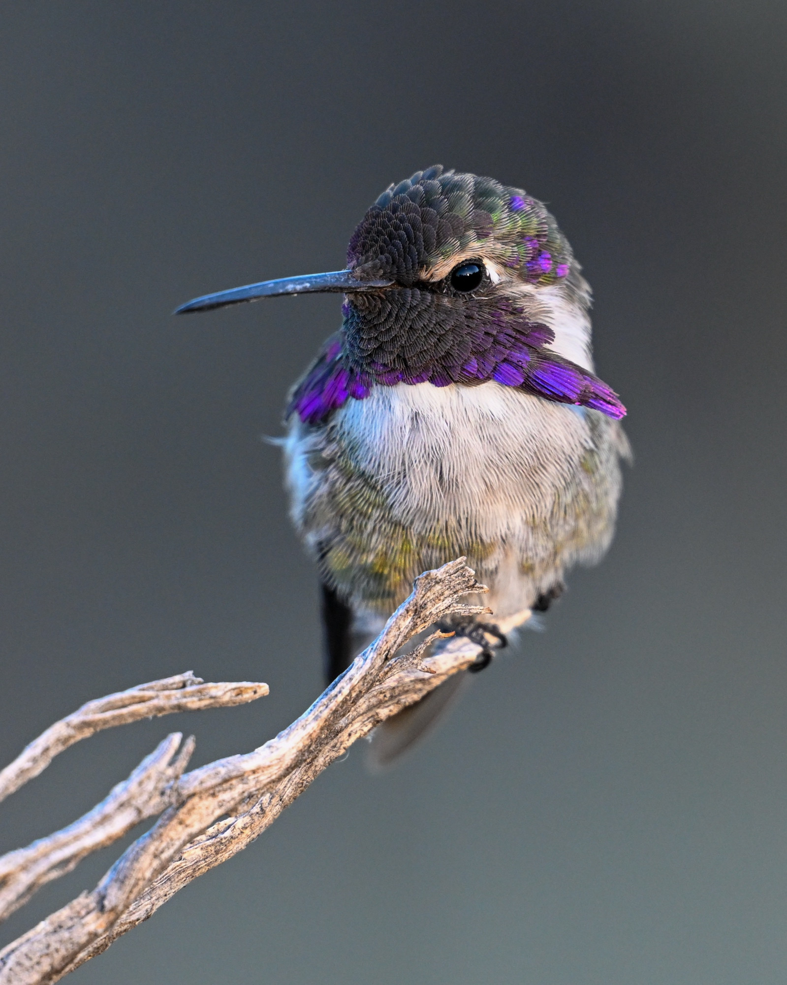 Male Costa’s Hummingbird 