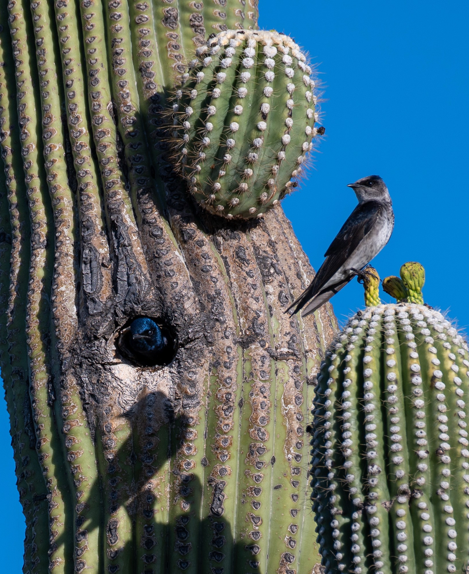 Desert Purple Martins 