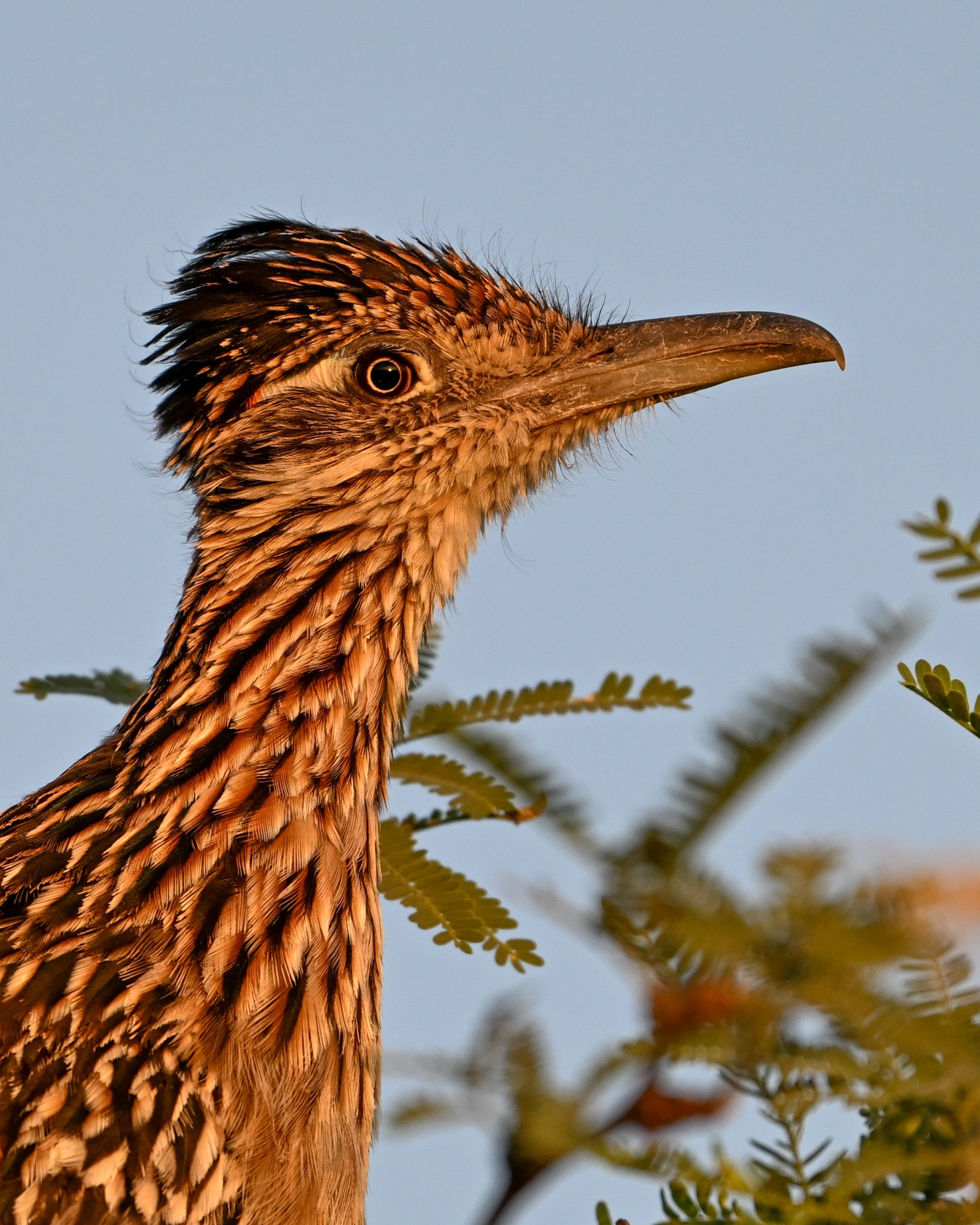 Greater Roadrunner at sunrise 