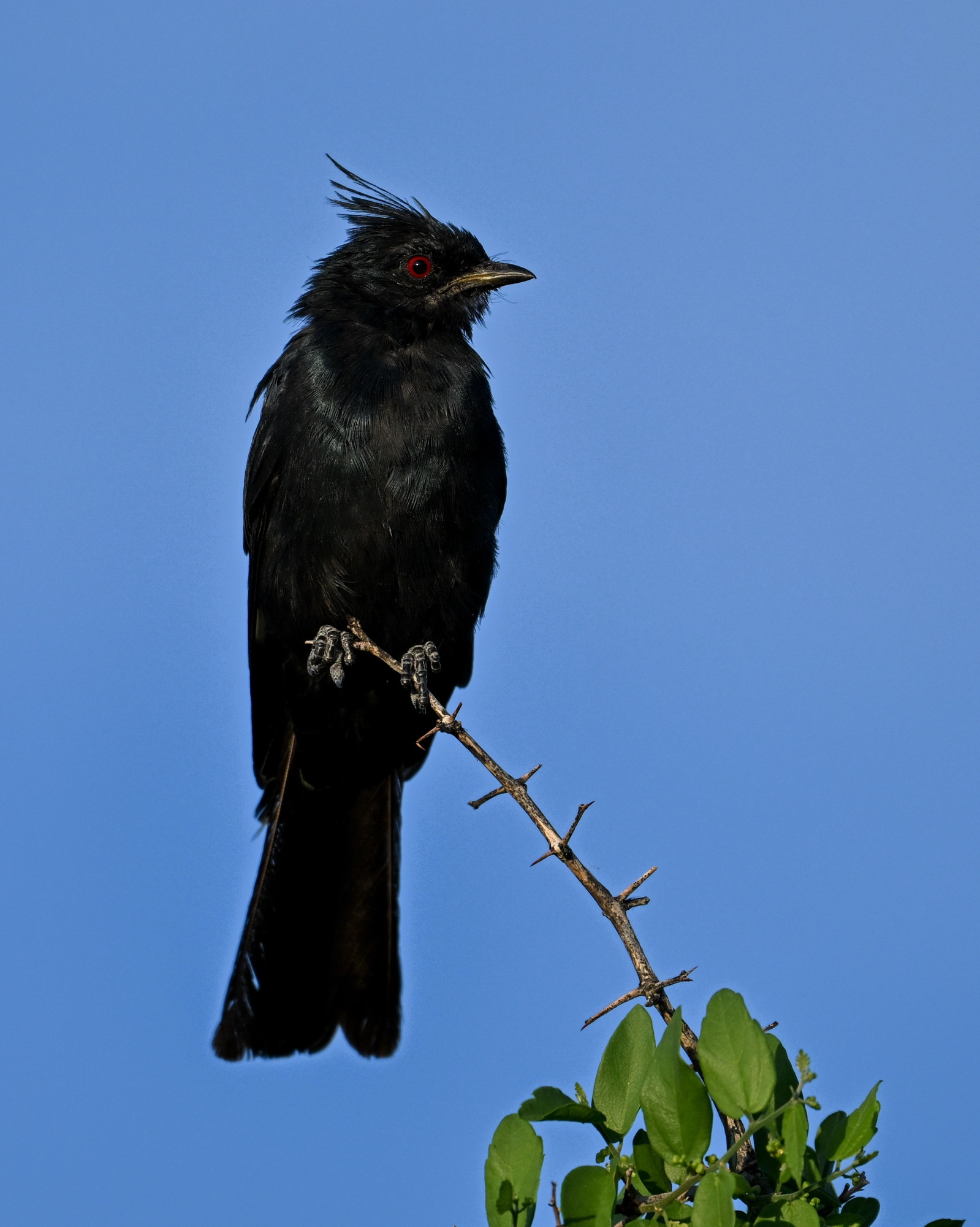 Young male Phainopepla 