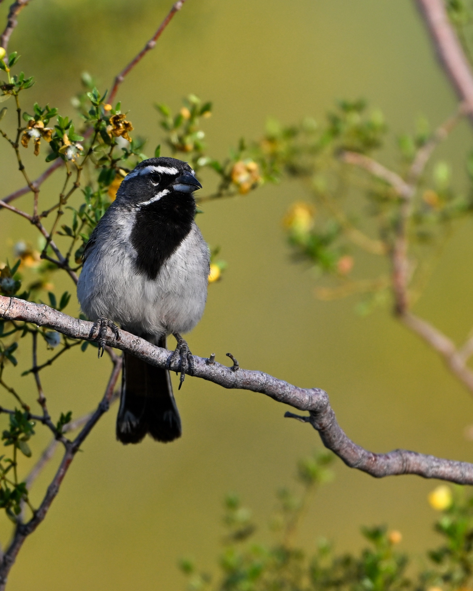Black-throated Sparrow