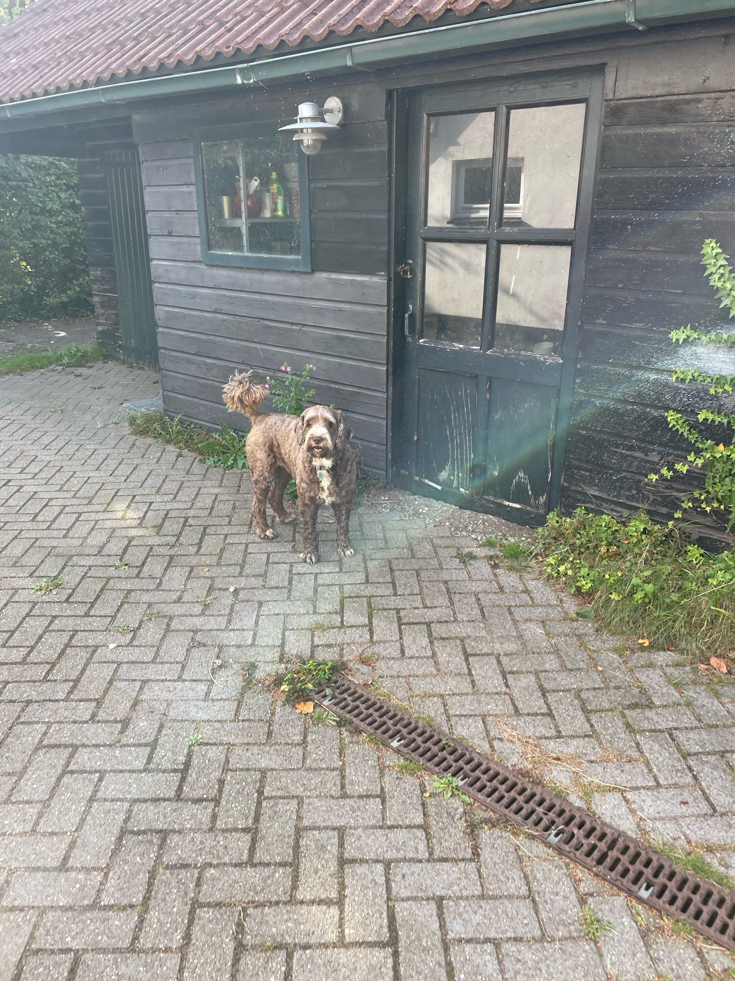 Dog points to the shed where the dog food is stored.