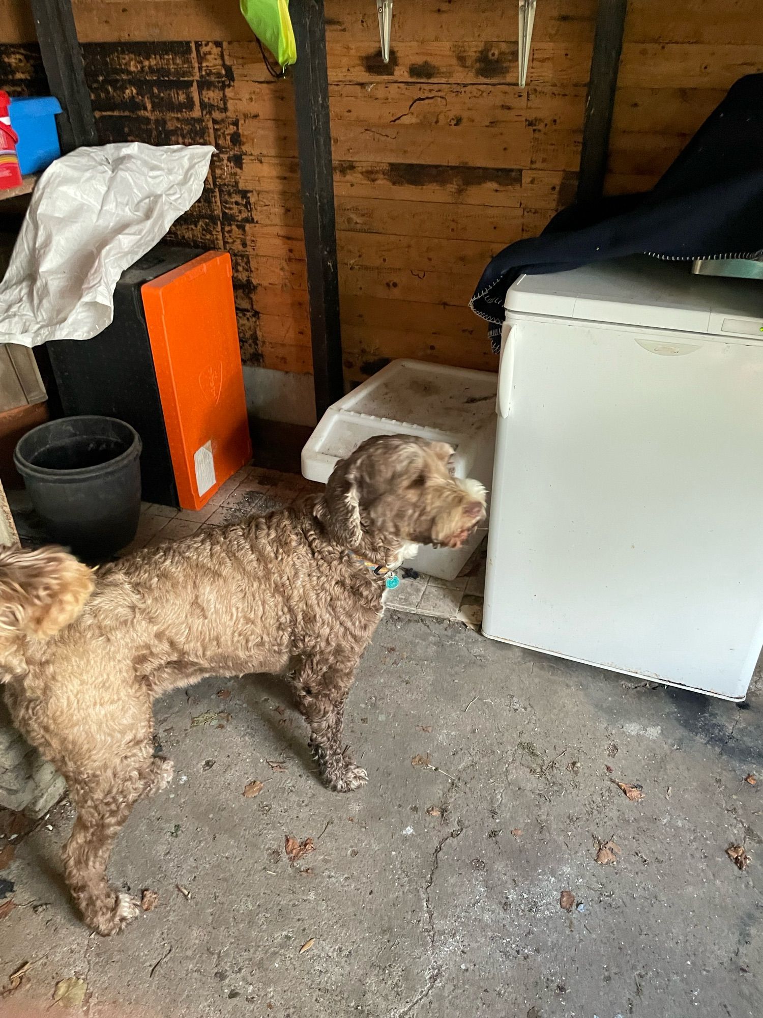 Dog points to the special dog food freezer.