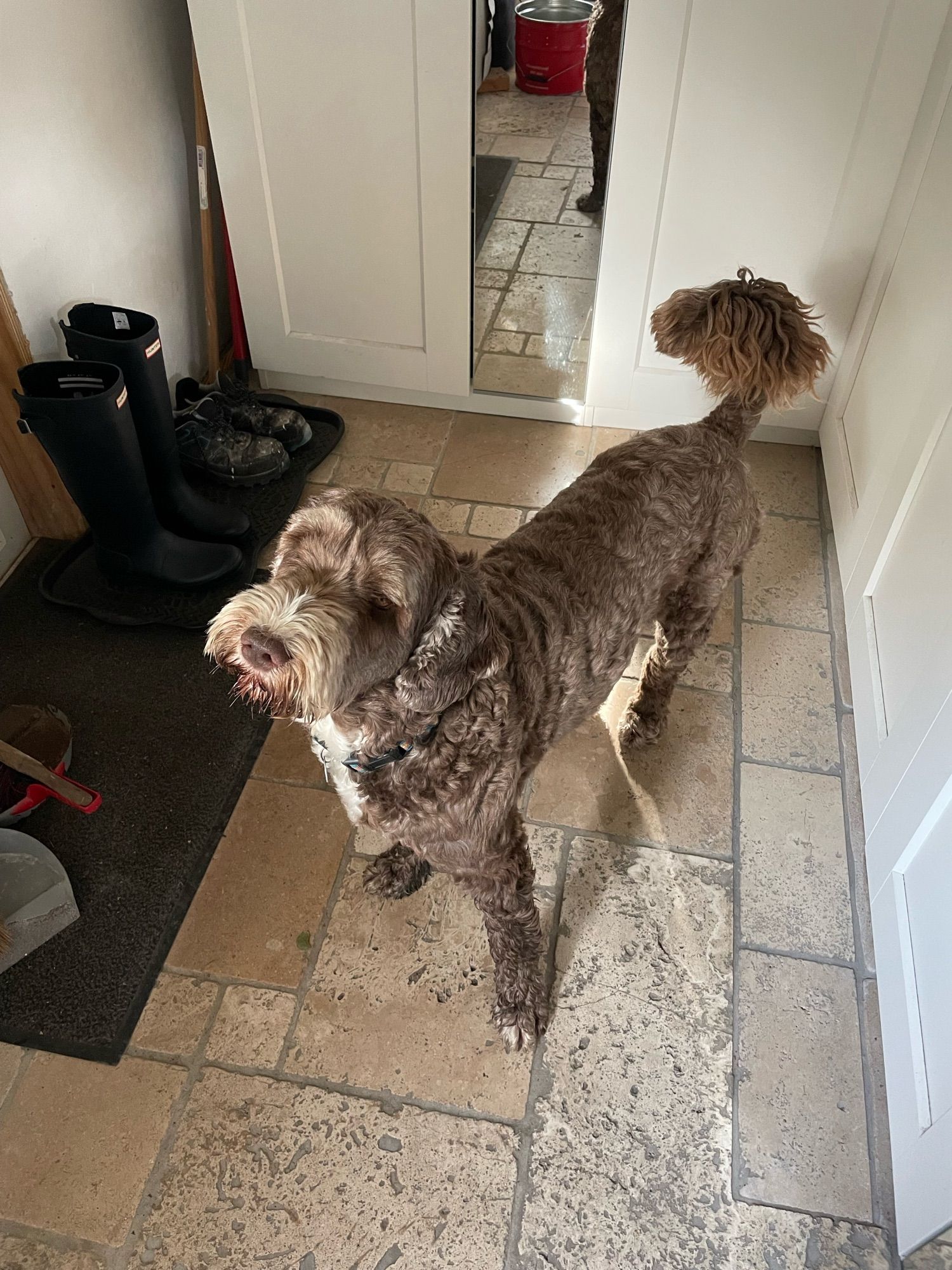 Expectant dog stands at the back door.