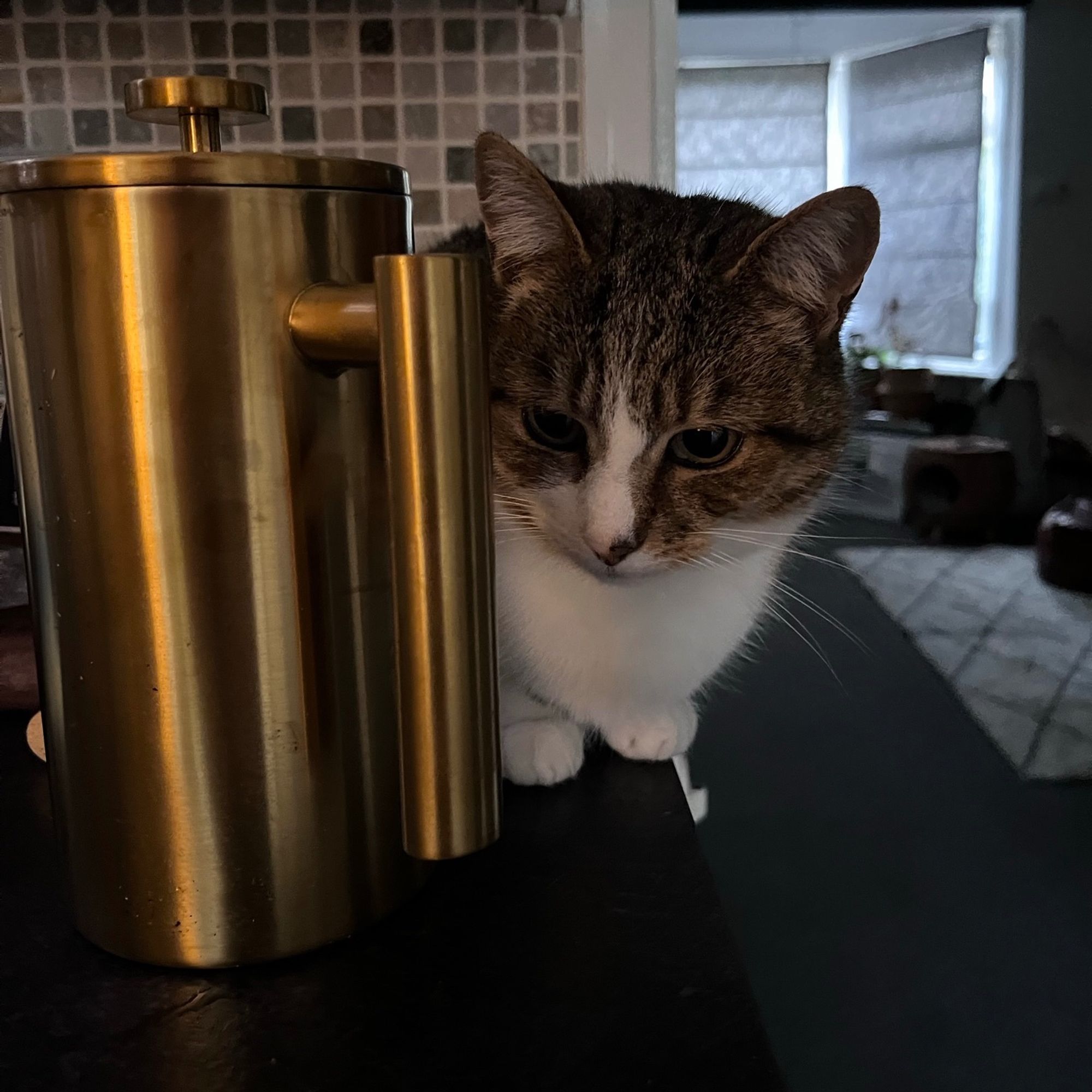 A tabby cat crouches behind a gold coffee press, glaring