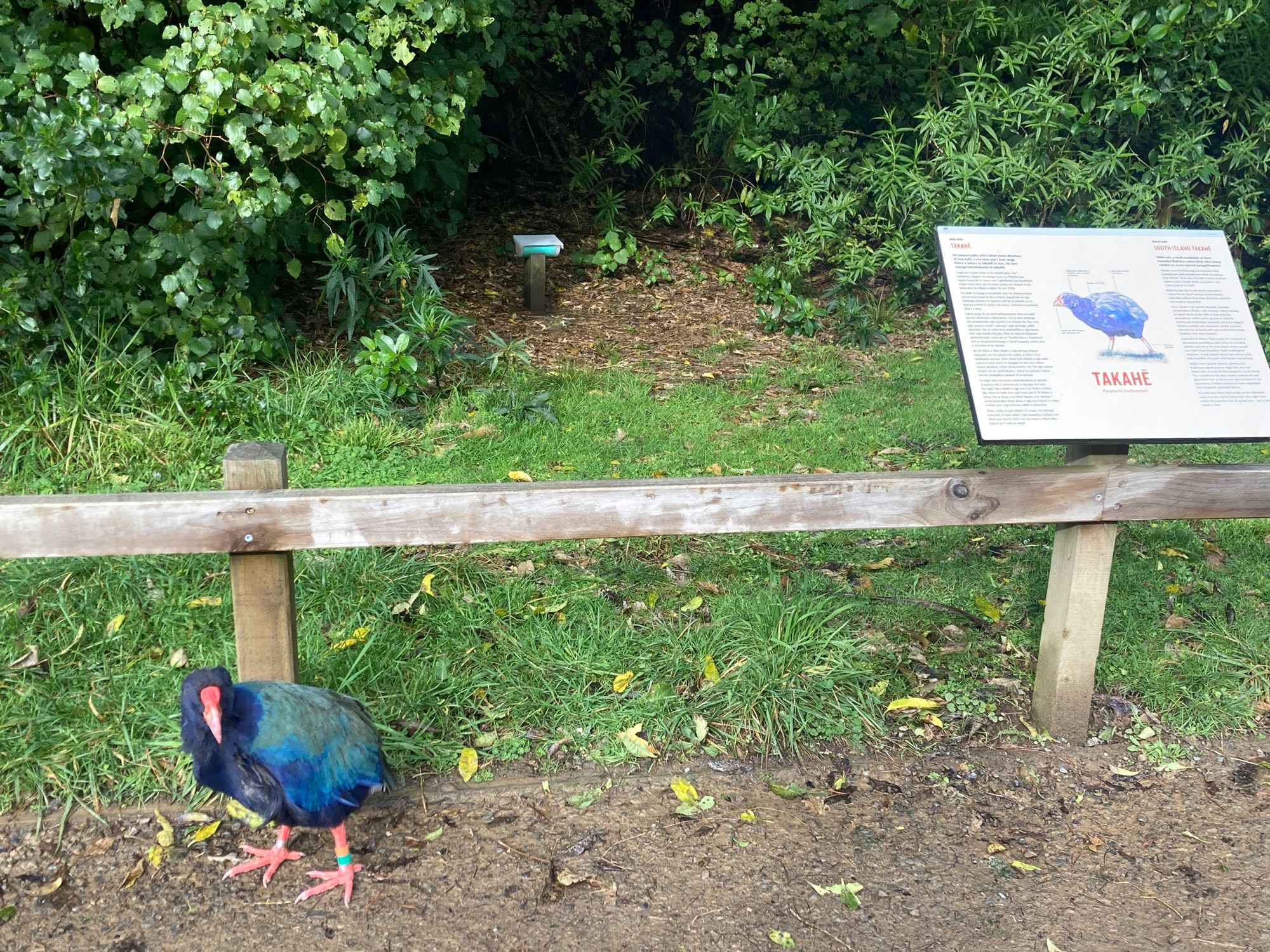 A large blue and green feathered bird with red beak and feet, standing bedside a wooden fence and a sign with a picture of same bird - a takahe