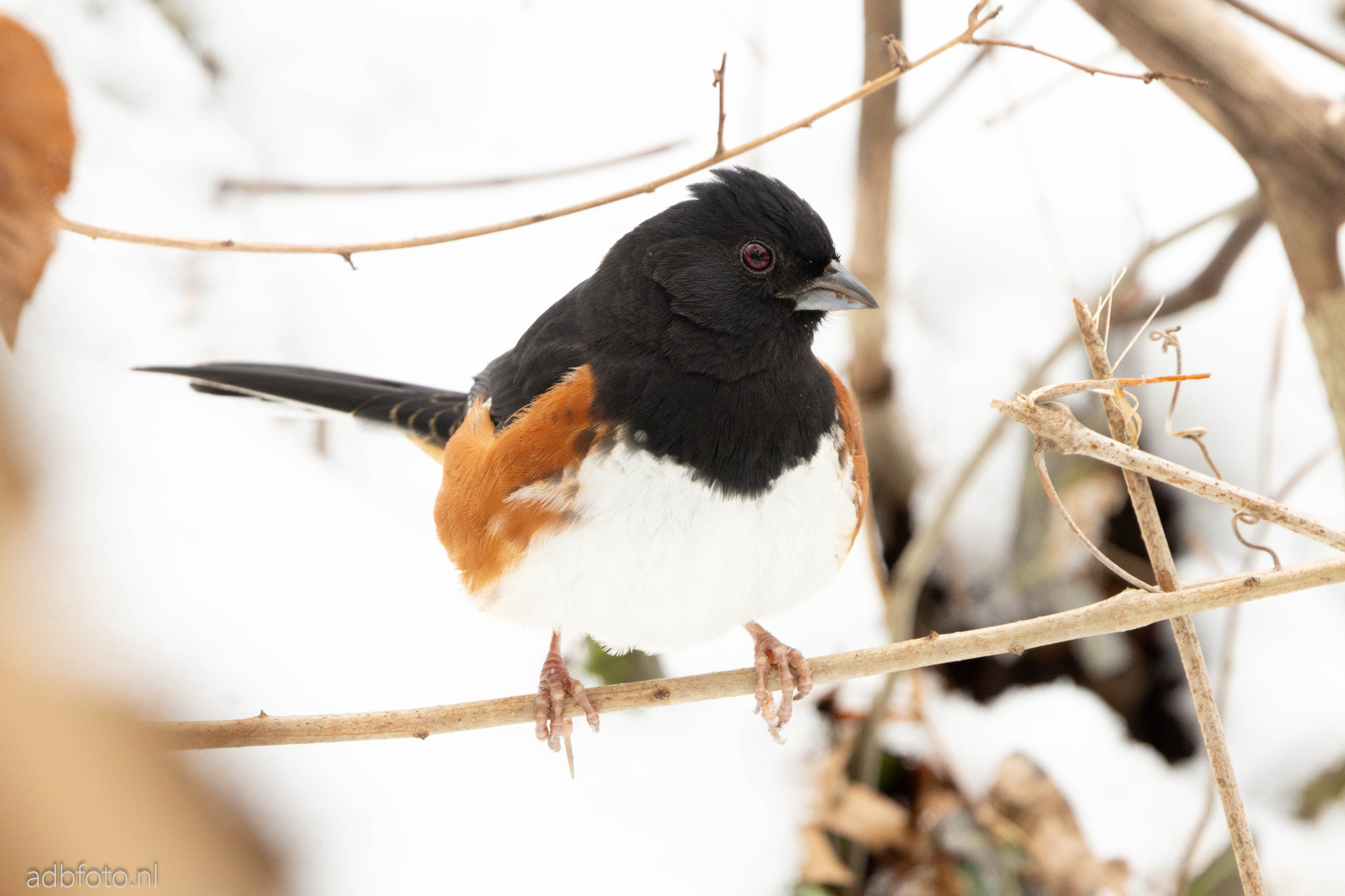 Eastern Towhee perched on a thin branch with a mostly white snowy background.