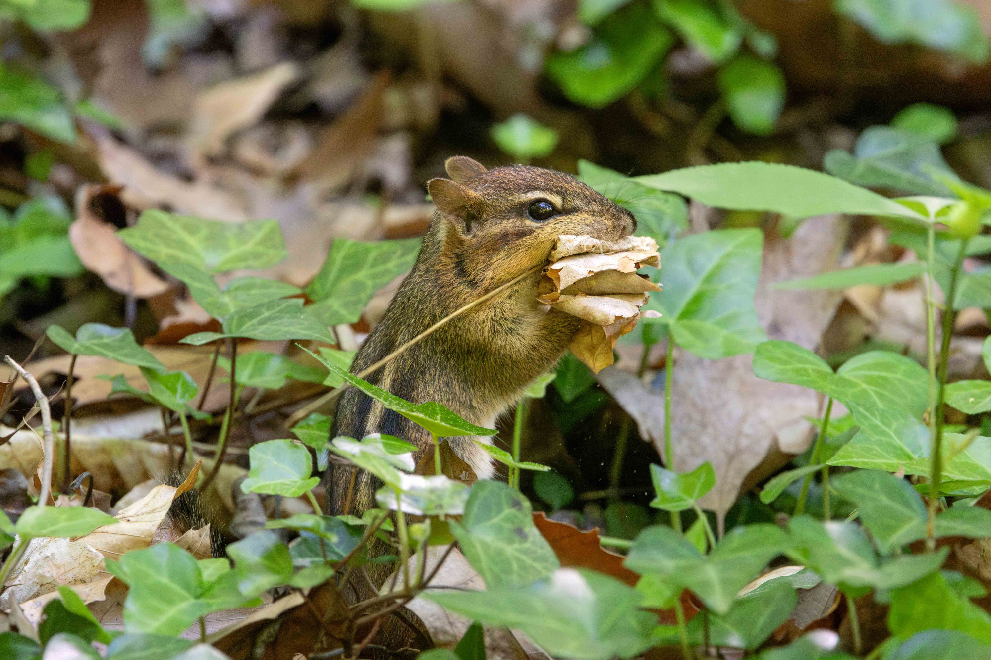 A chipmunk stuffing its face with too many leaves