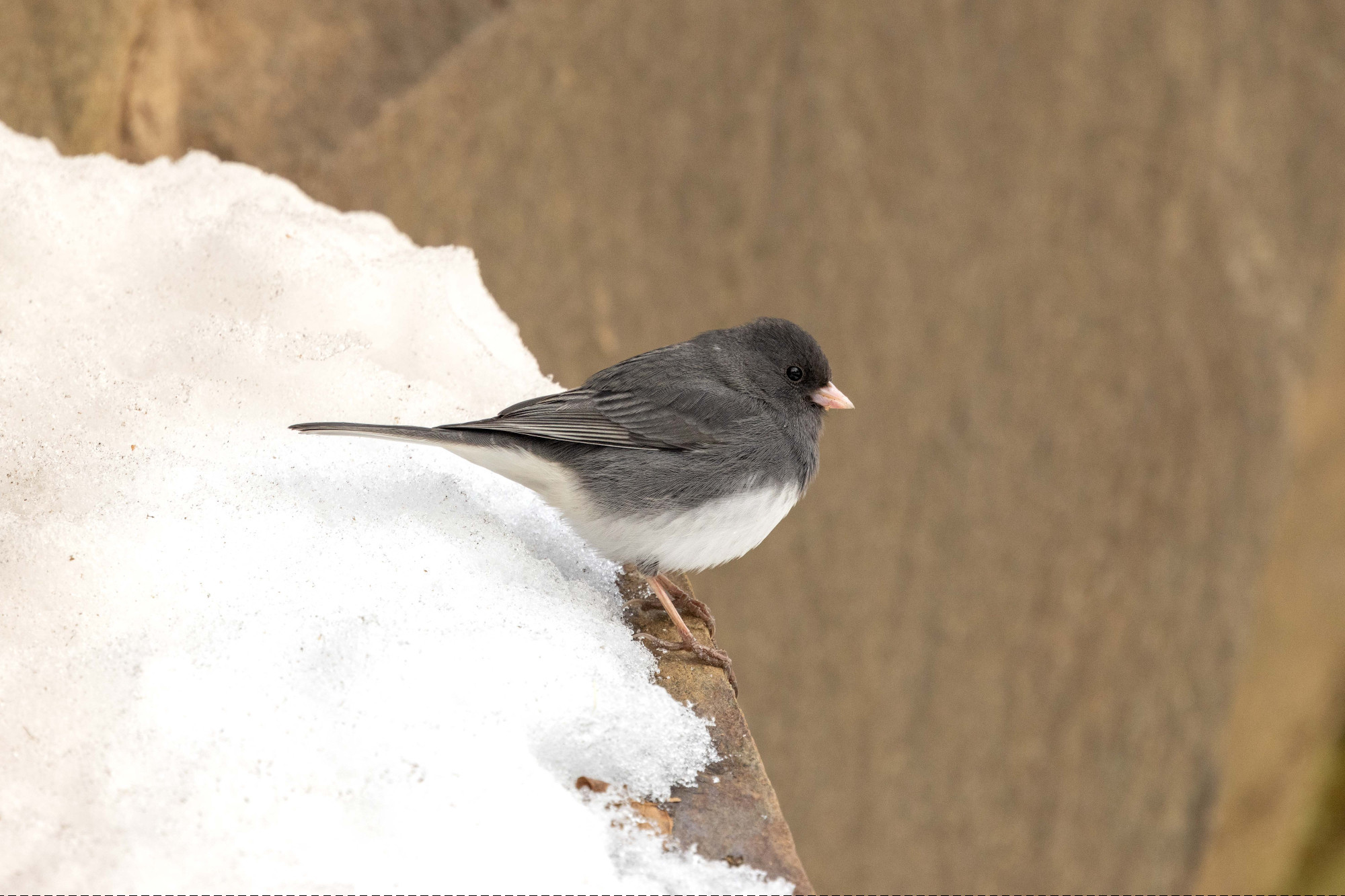 Dark-eyed Junco standing on a snow-covered stone ledge.