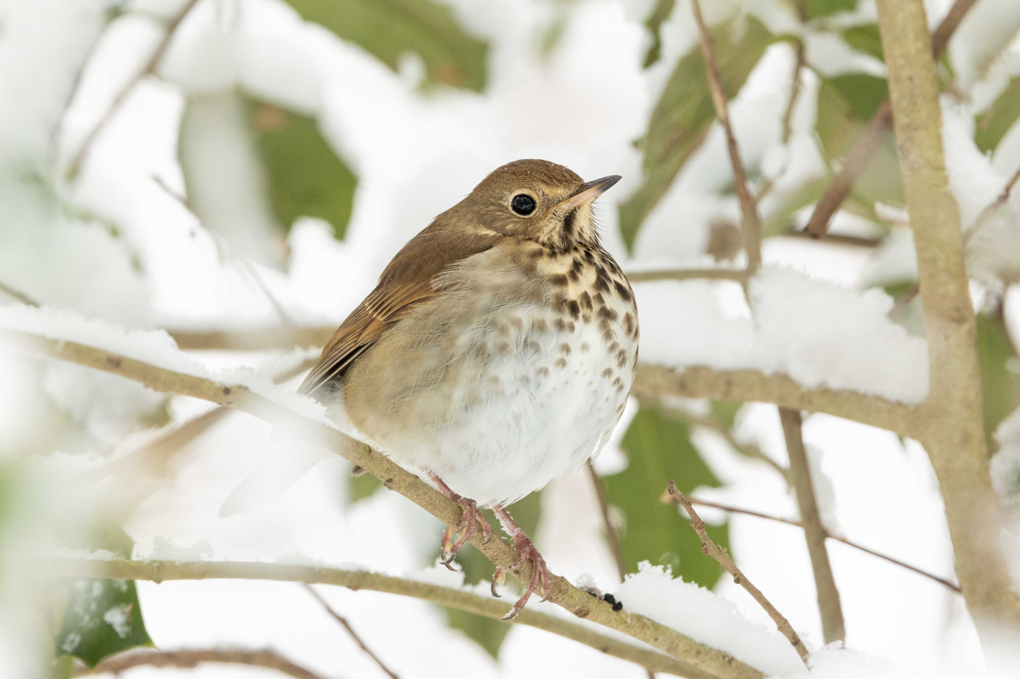 Hermit Thrush sitting in a bush, branches and leaves covered in snow.