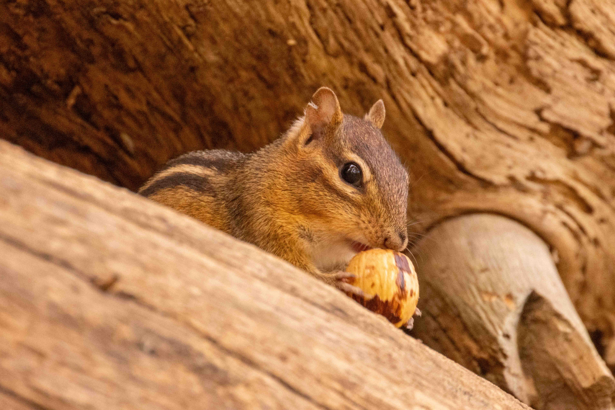 a chipmunk handling a nut that's too big for its mouth