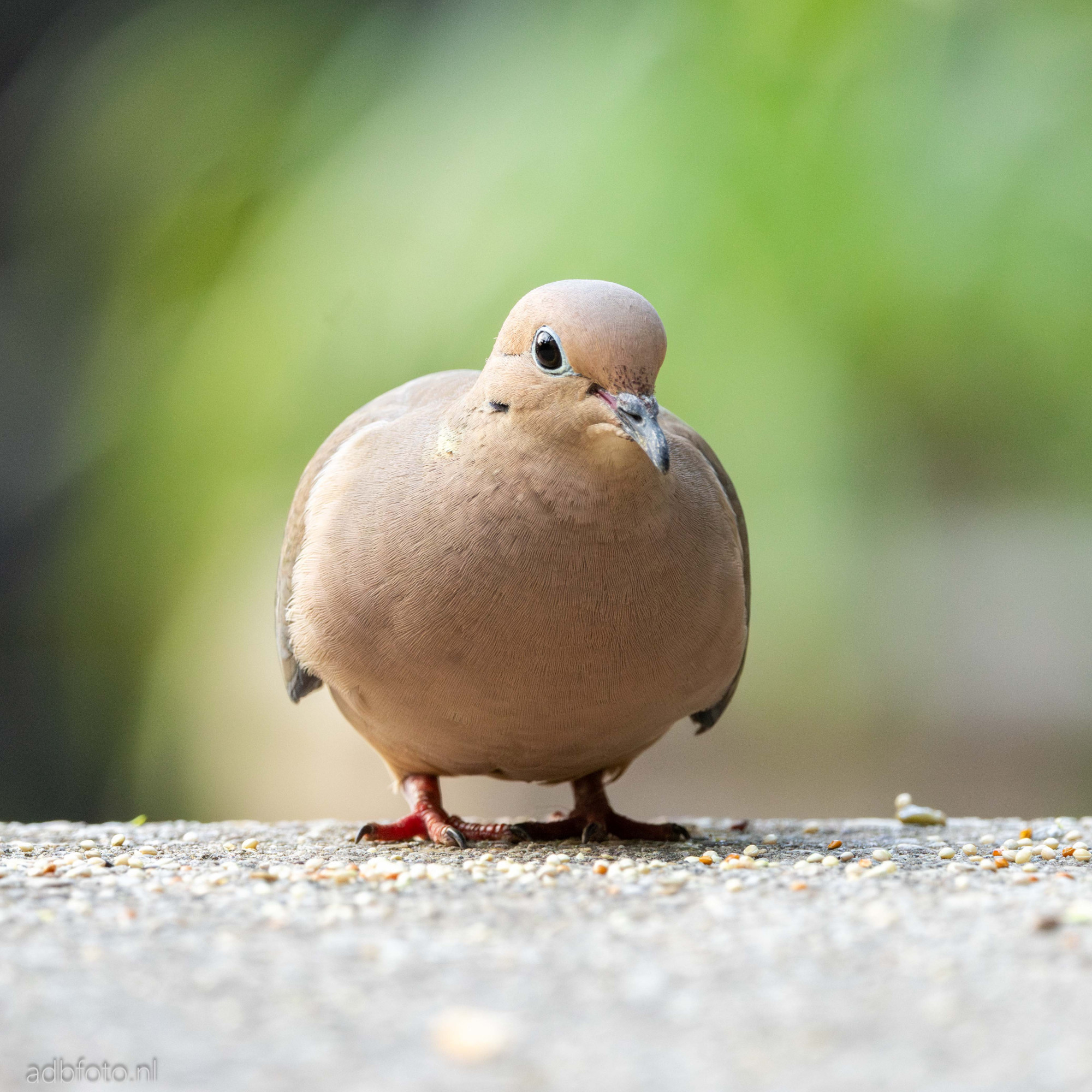 A Mourning Dove looking in the camera with a blurred green-ish background. Some seeds lay on the ground in front of it.