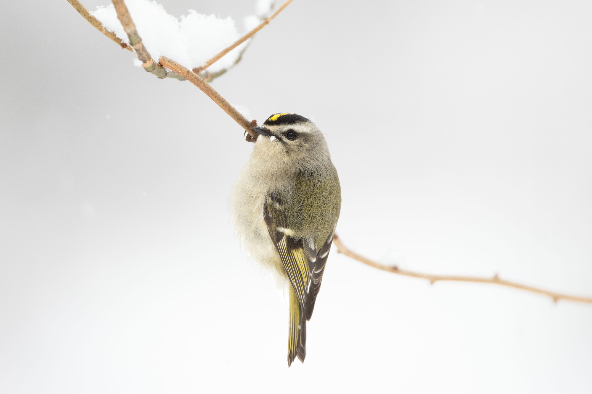 Golden-crowned Kinglet hanging from a snow-covered branch.