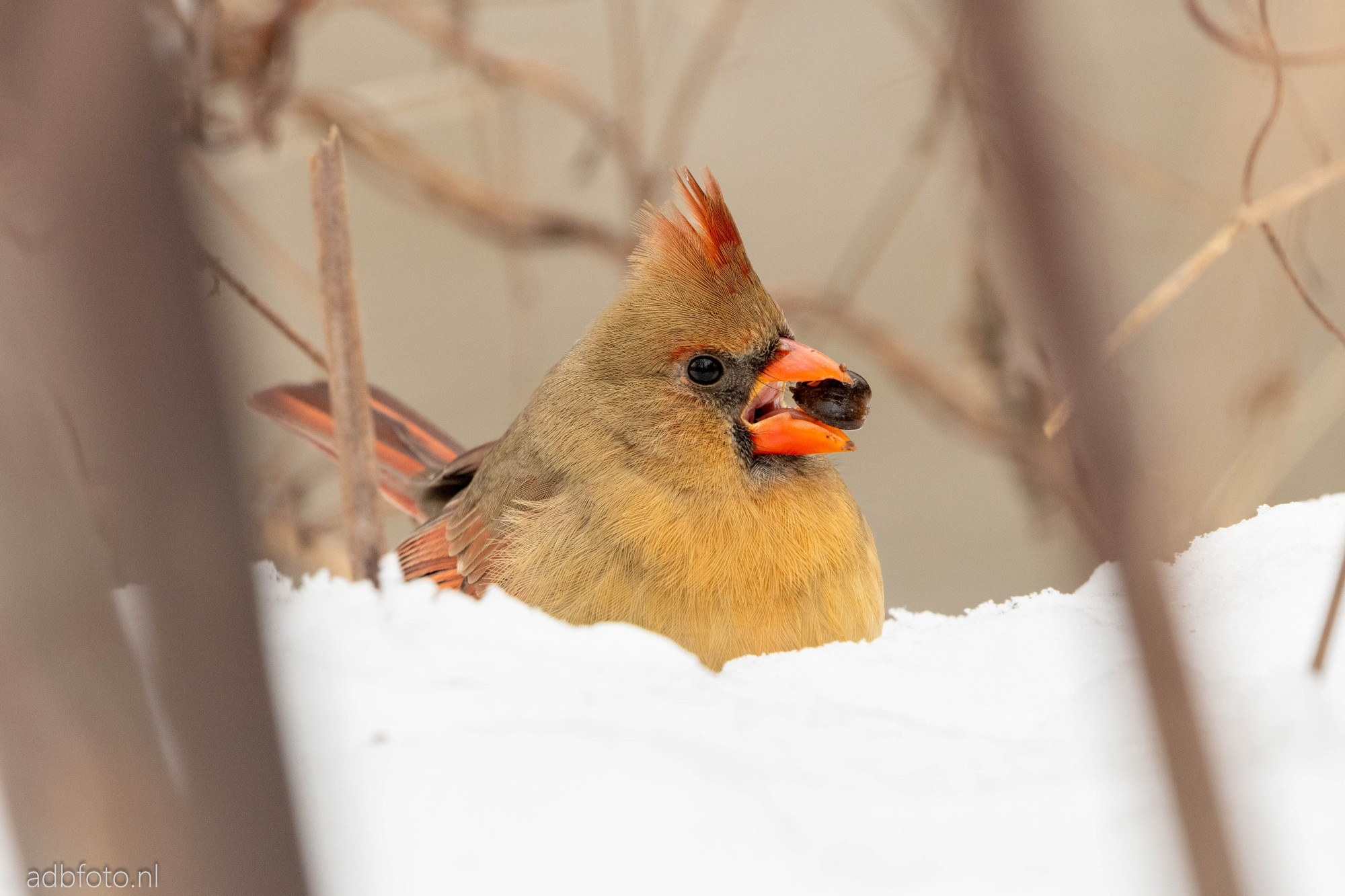 Female northern cardinal standing in the snow holding a nut in its mouth.