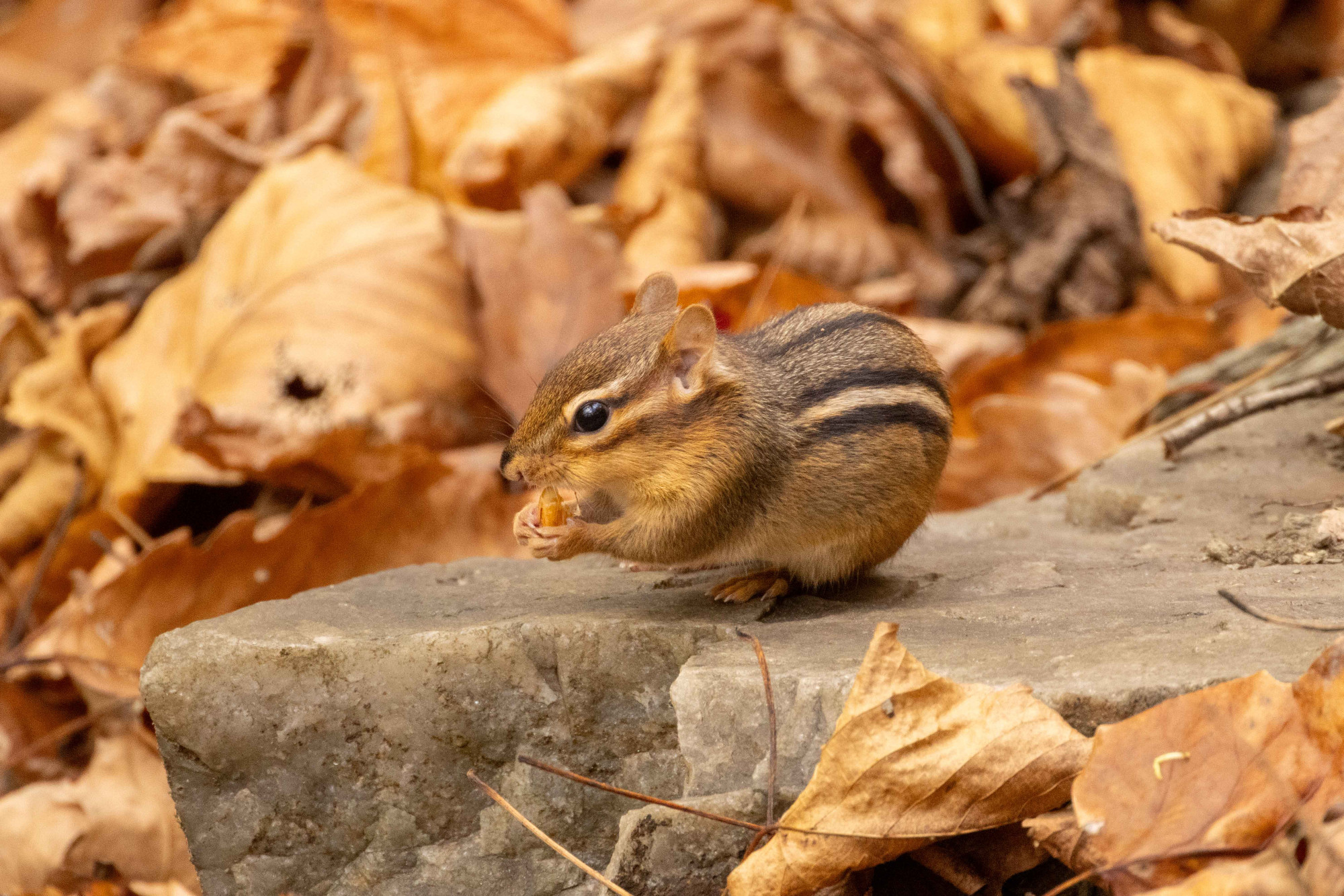 a chipmunk eating a nut