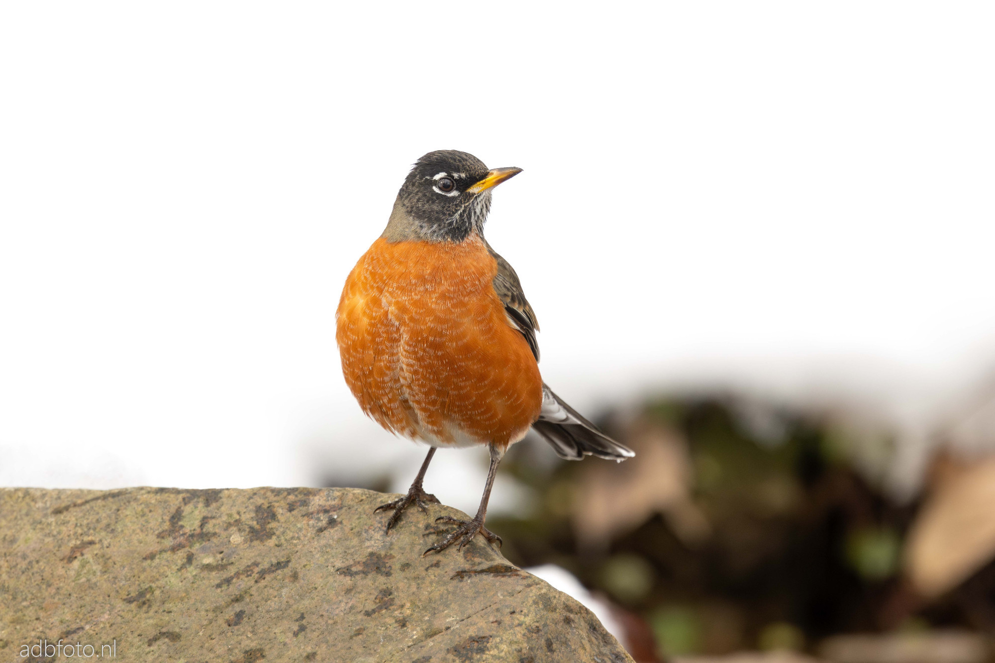 American robin standing proudly on a rock with a mostly white snowy background.